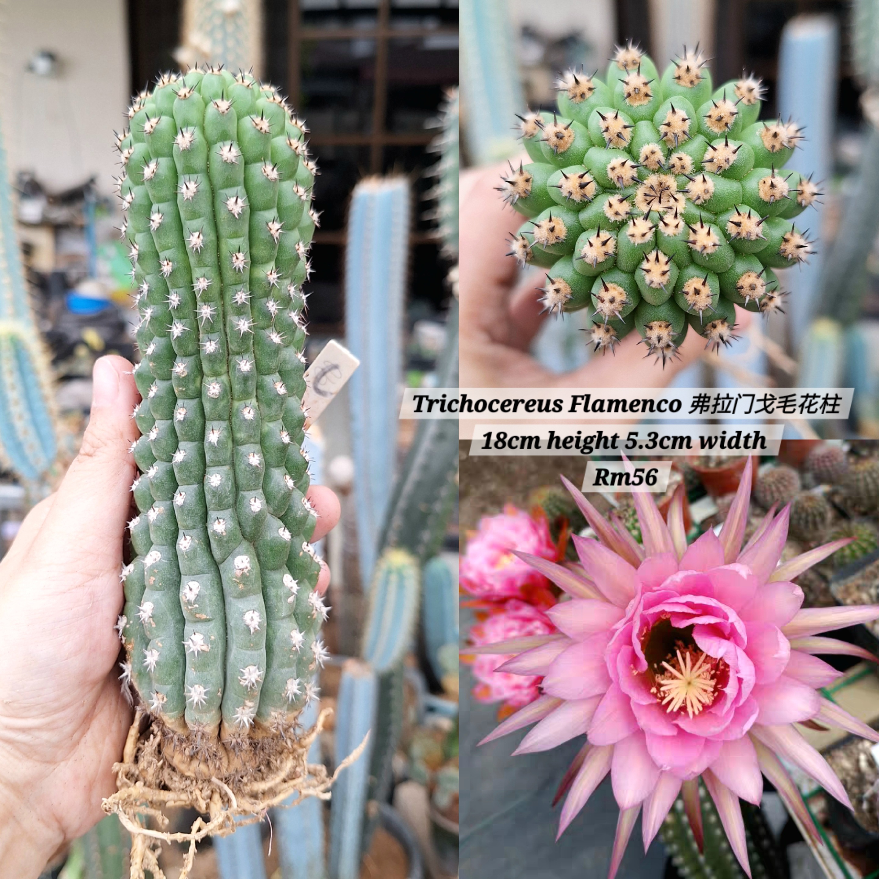  Cactus (Trichocereus Flamenco 弗拉门戈毛花柱)