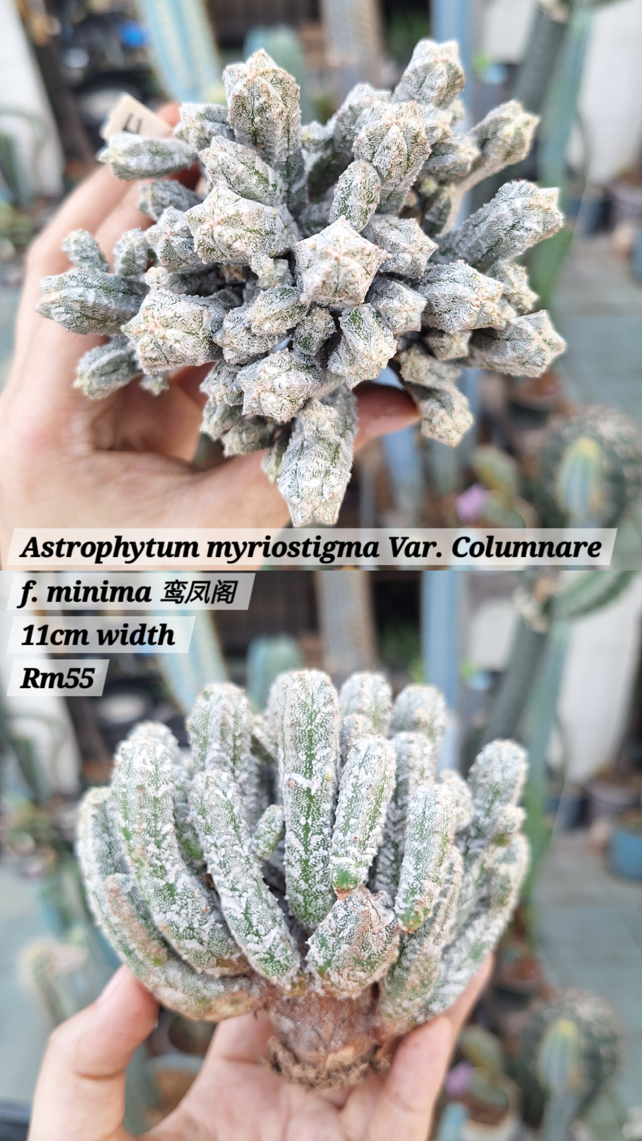 Cactus (Astrophytum myriostigma Var. Columnare f. minima 鸾凤阁)