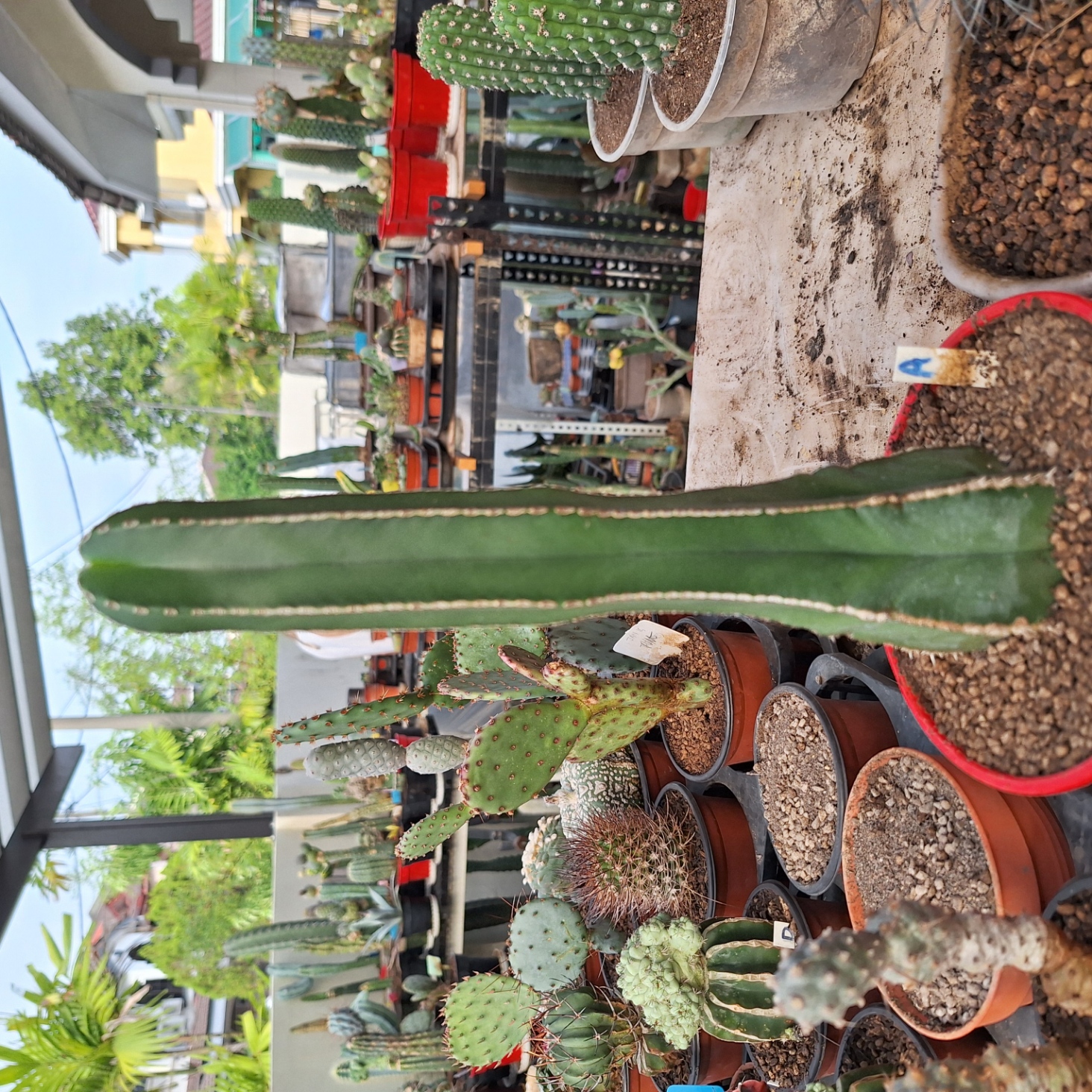 Cactus ( Pachycereus marginatus 白云阁）