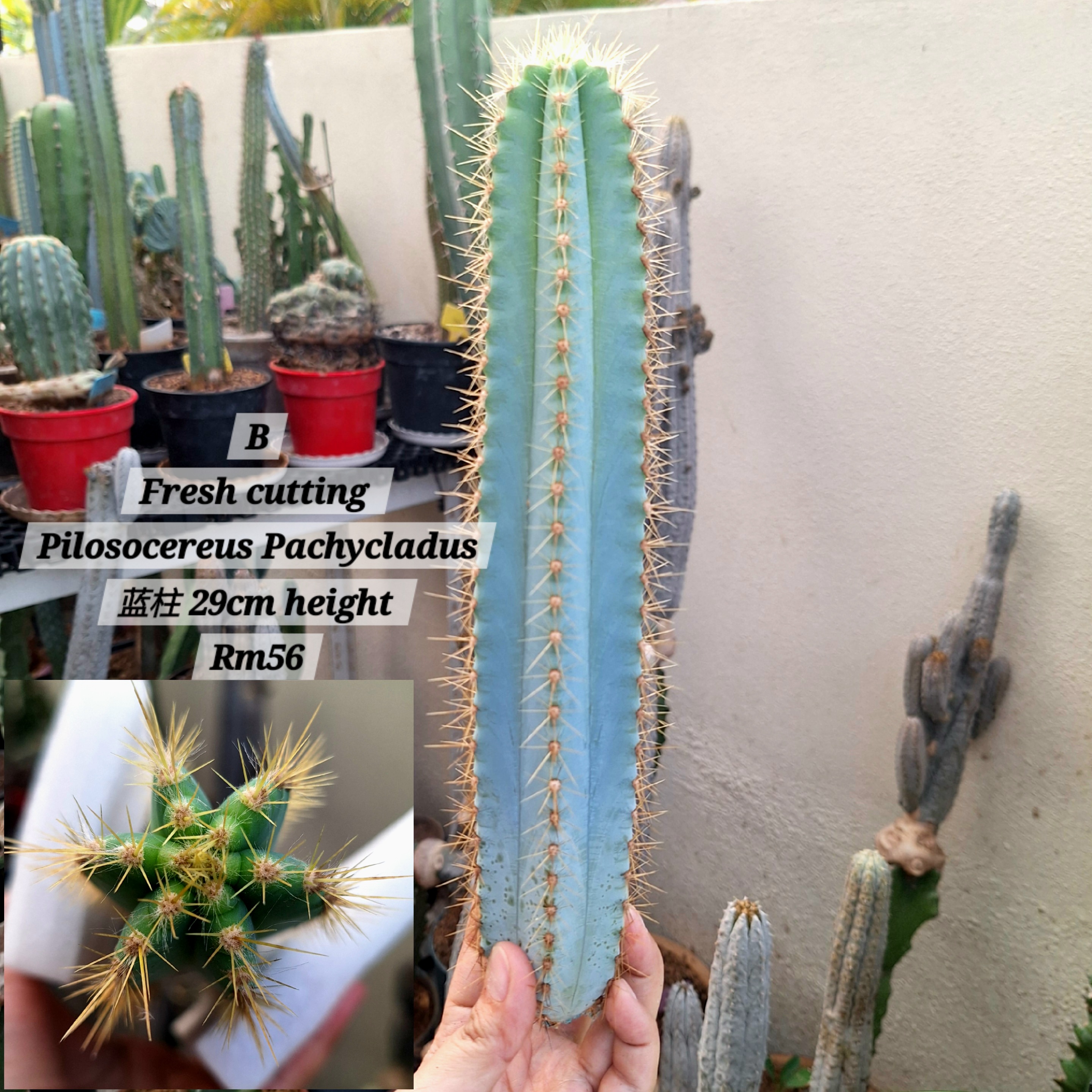 Cactus (Pilosocereus Pachycladus 蓝柱)