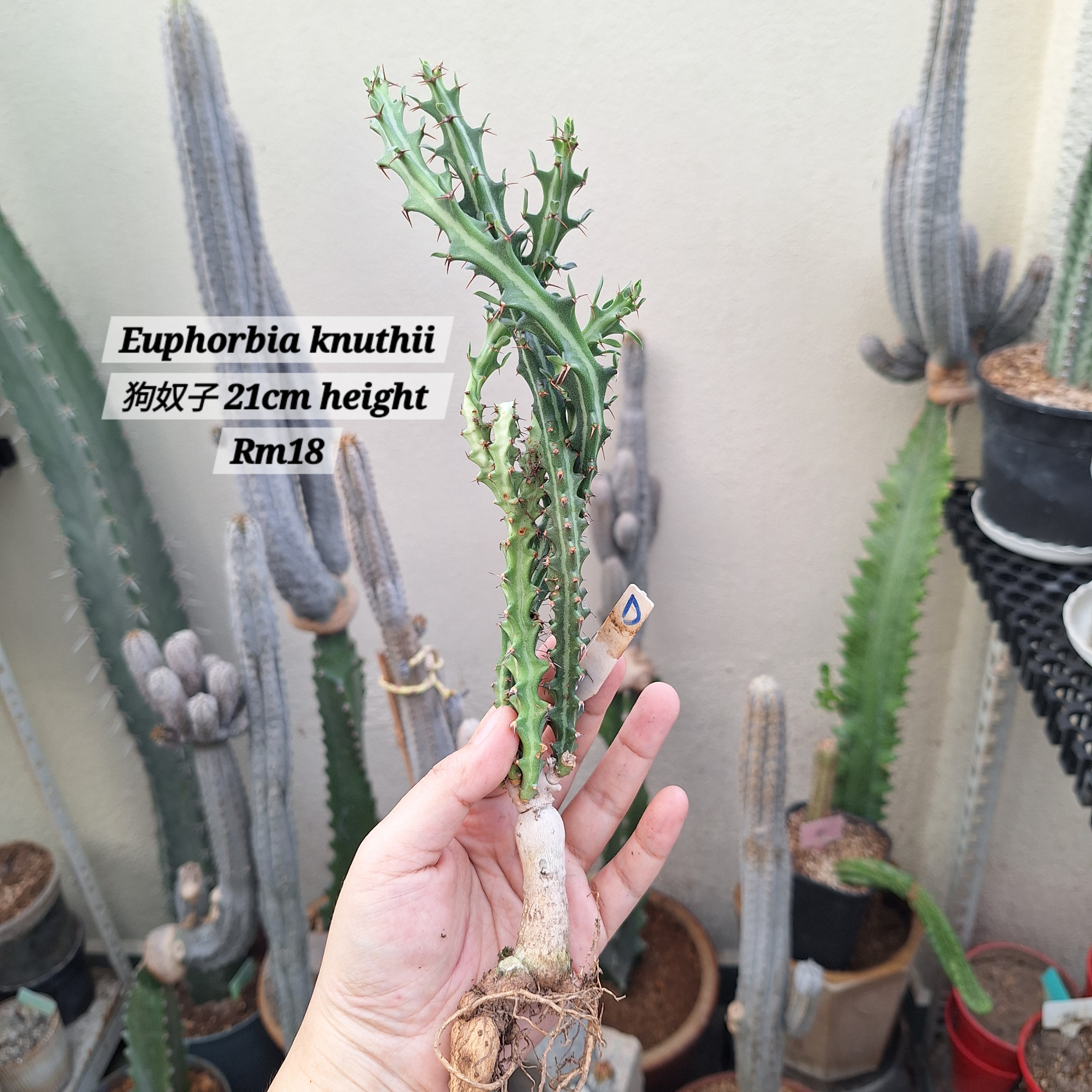 Plant (Euphorbia knuthii 狗奴子)