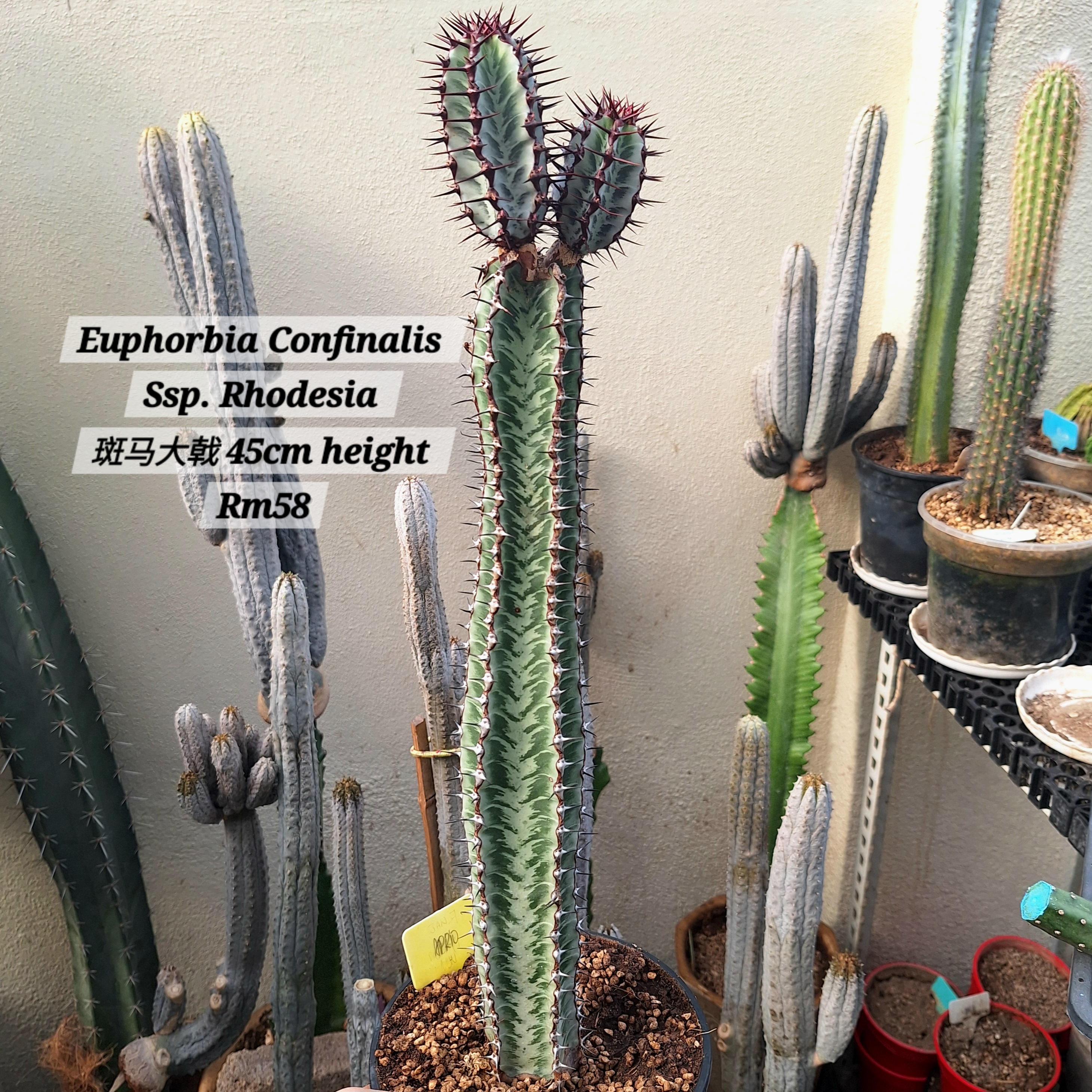  Plant (Euphorbia Confinalis Ssp. Rhodesia 斑马大戟）