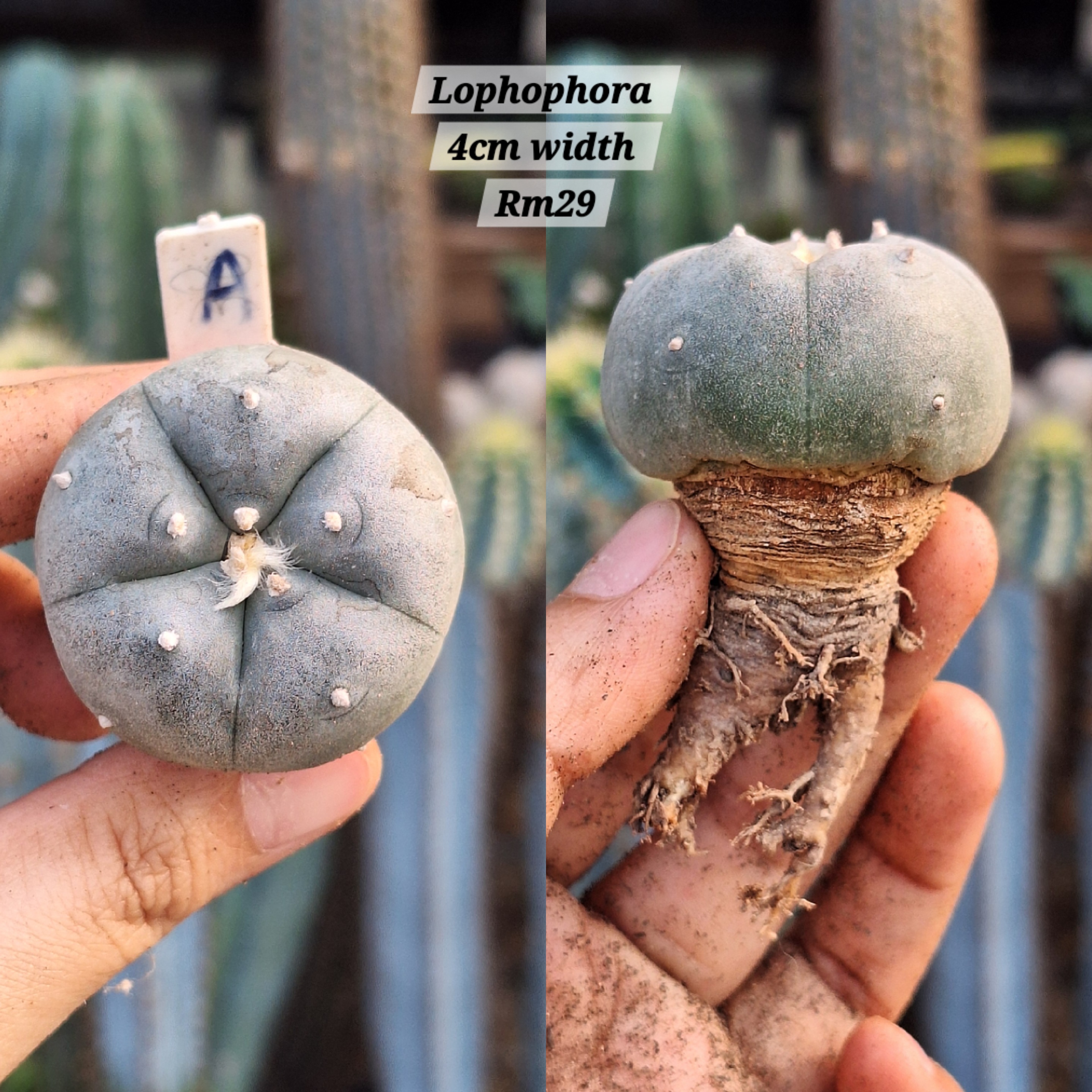 Cactus ( lophophora )