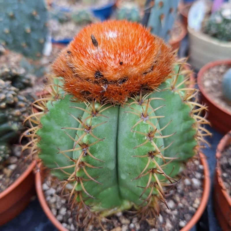  Cactus (Melocactus matanzanus 魔云)