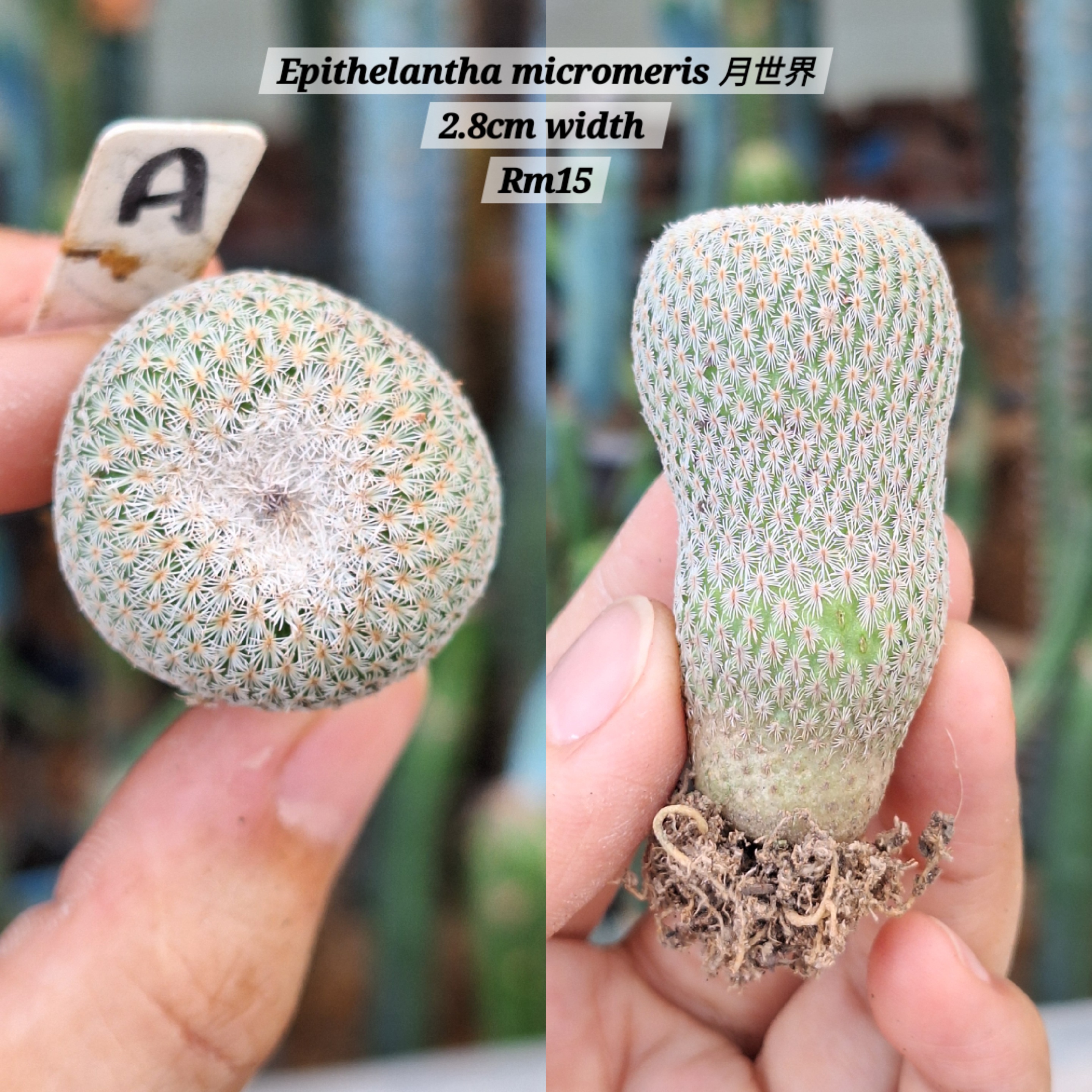 Cactus (Epithelantha micromeris 月世界)