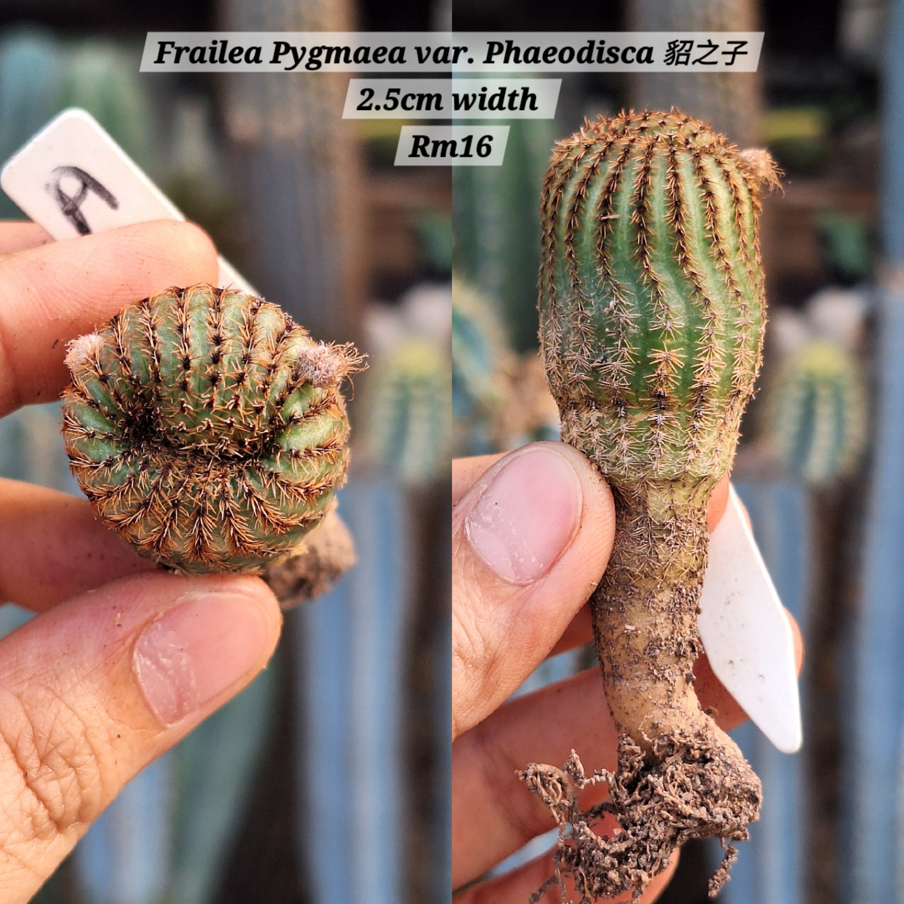  Cactus (Frailea Pygmaea var. Phaeodisca 貂之子)