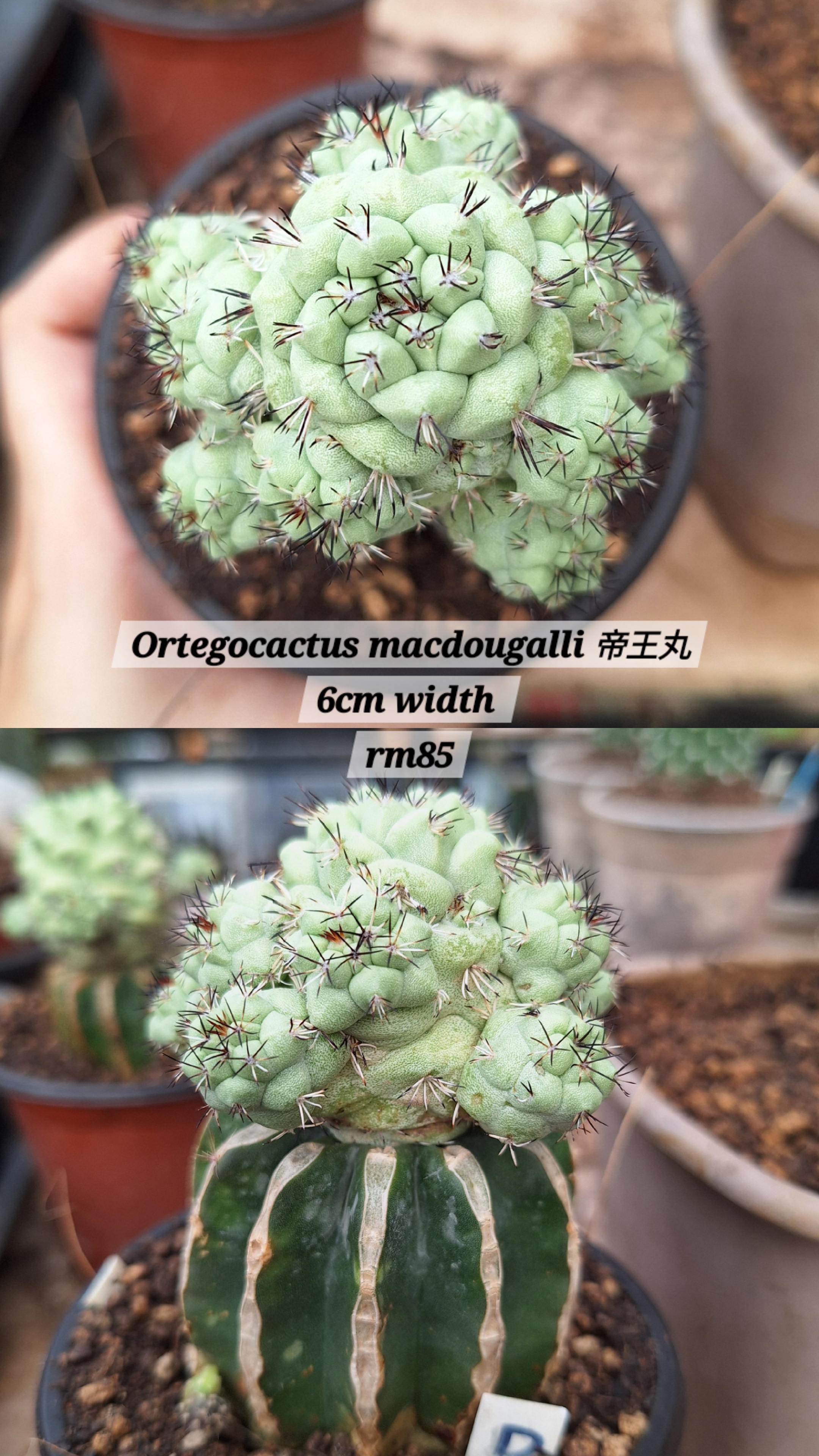 Cactus (Ortegocactus macdougalli 帝王丸)