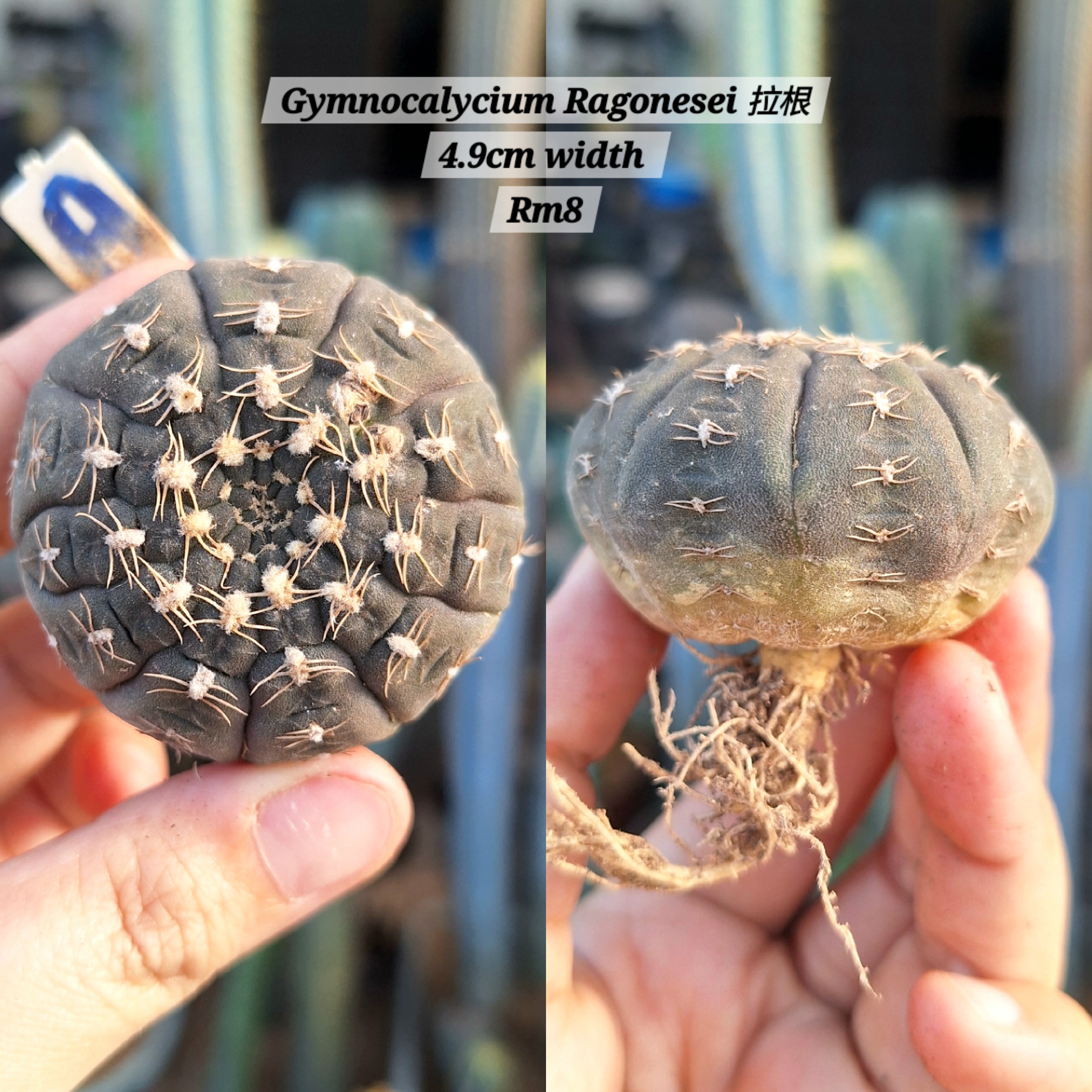  Cactus (Gymnocalycium Ragonesei 拉根)