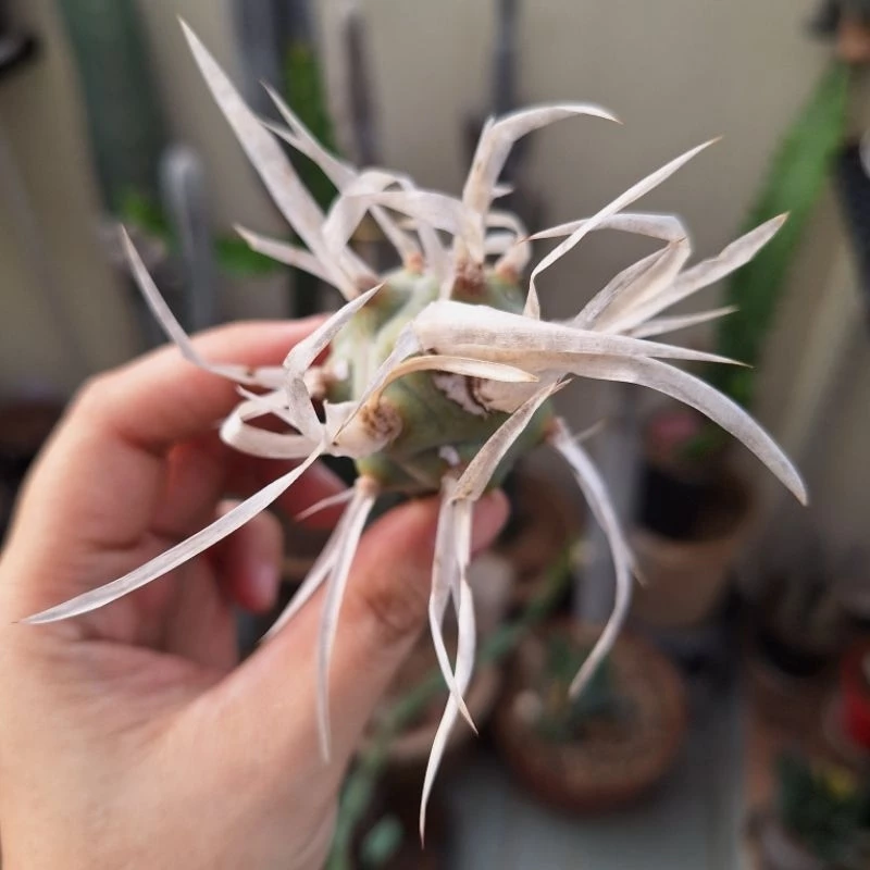Cactus (Tephrocactus articulatus var. papyracanthus 纸刺武藏野)