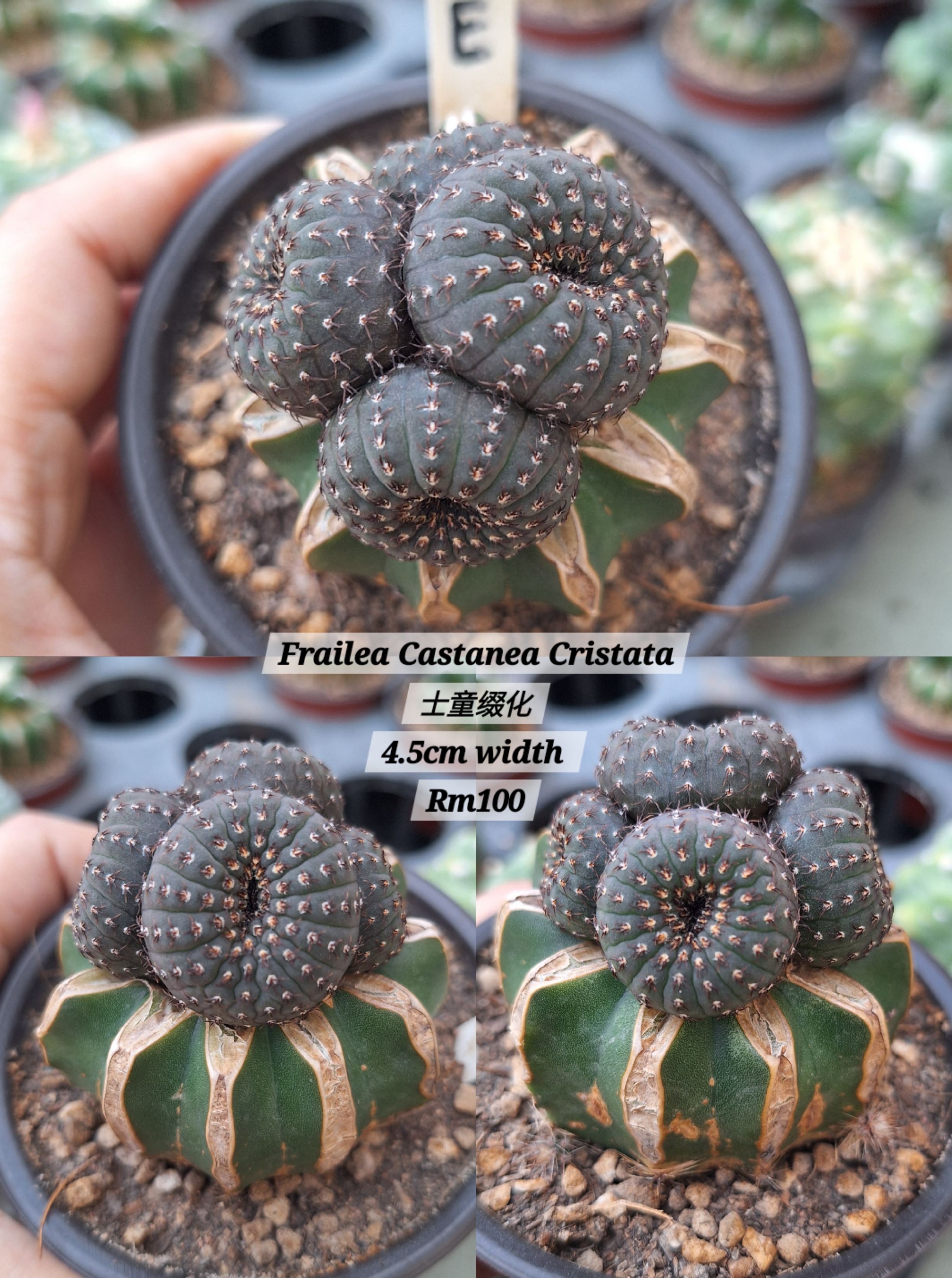Cactus (Frailea Castanea Cristata 士童缀化 )