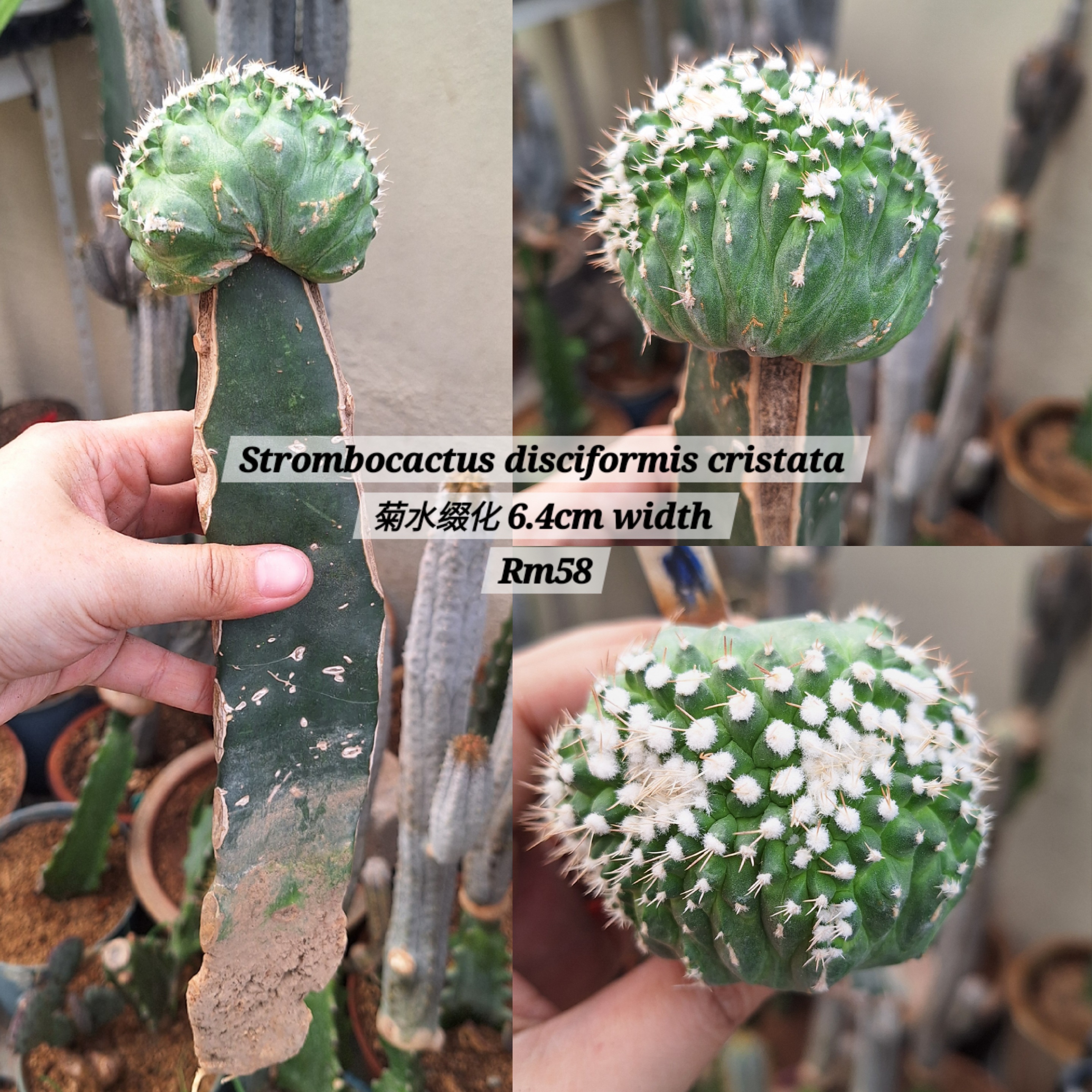 Cactus (Strombocactus disciformis cristata 菊水缀化)
