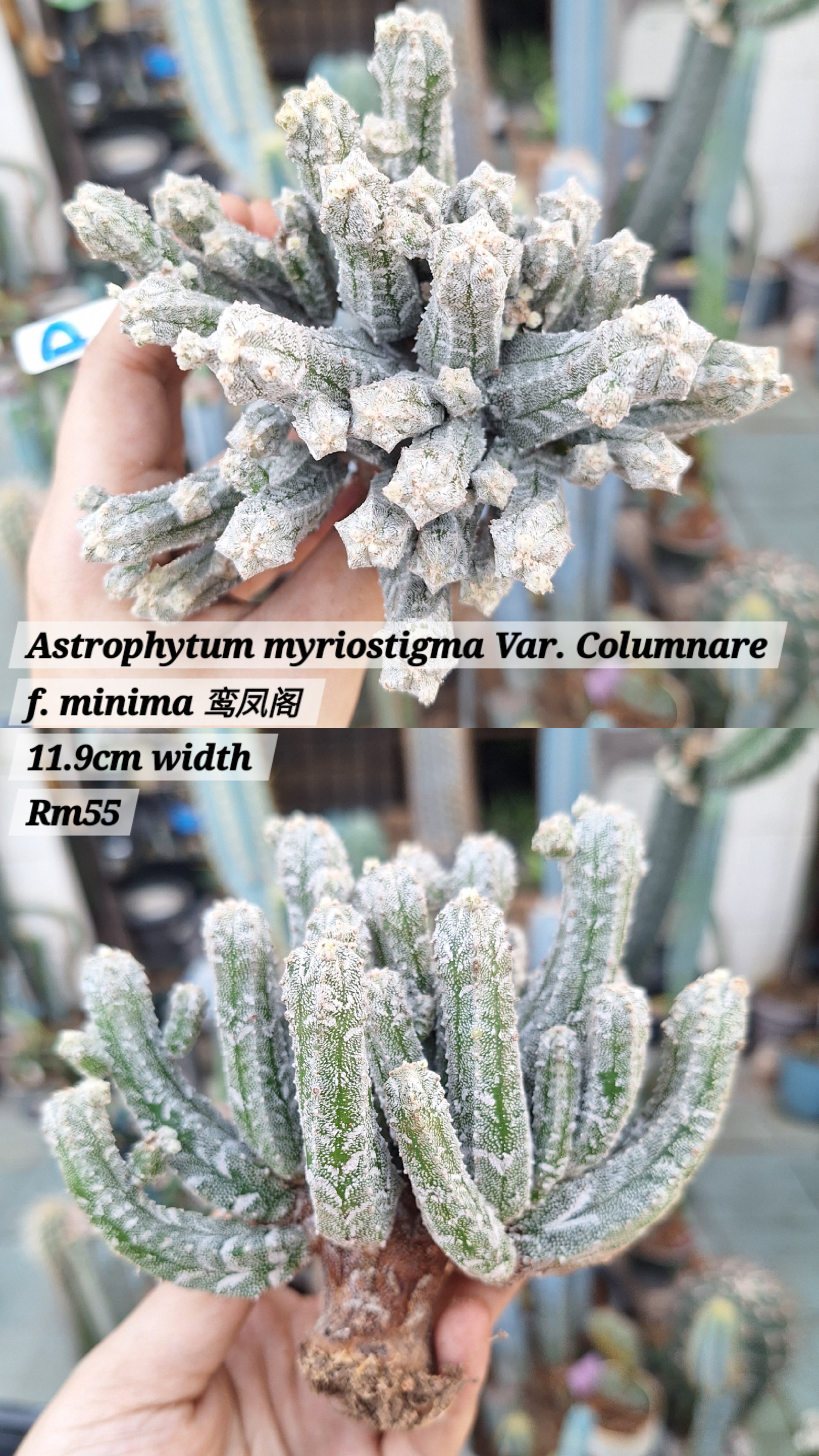 Cactus (Astrophytum myriostigma Var. Columnare f. minima 鸾凤阁)