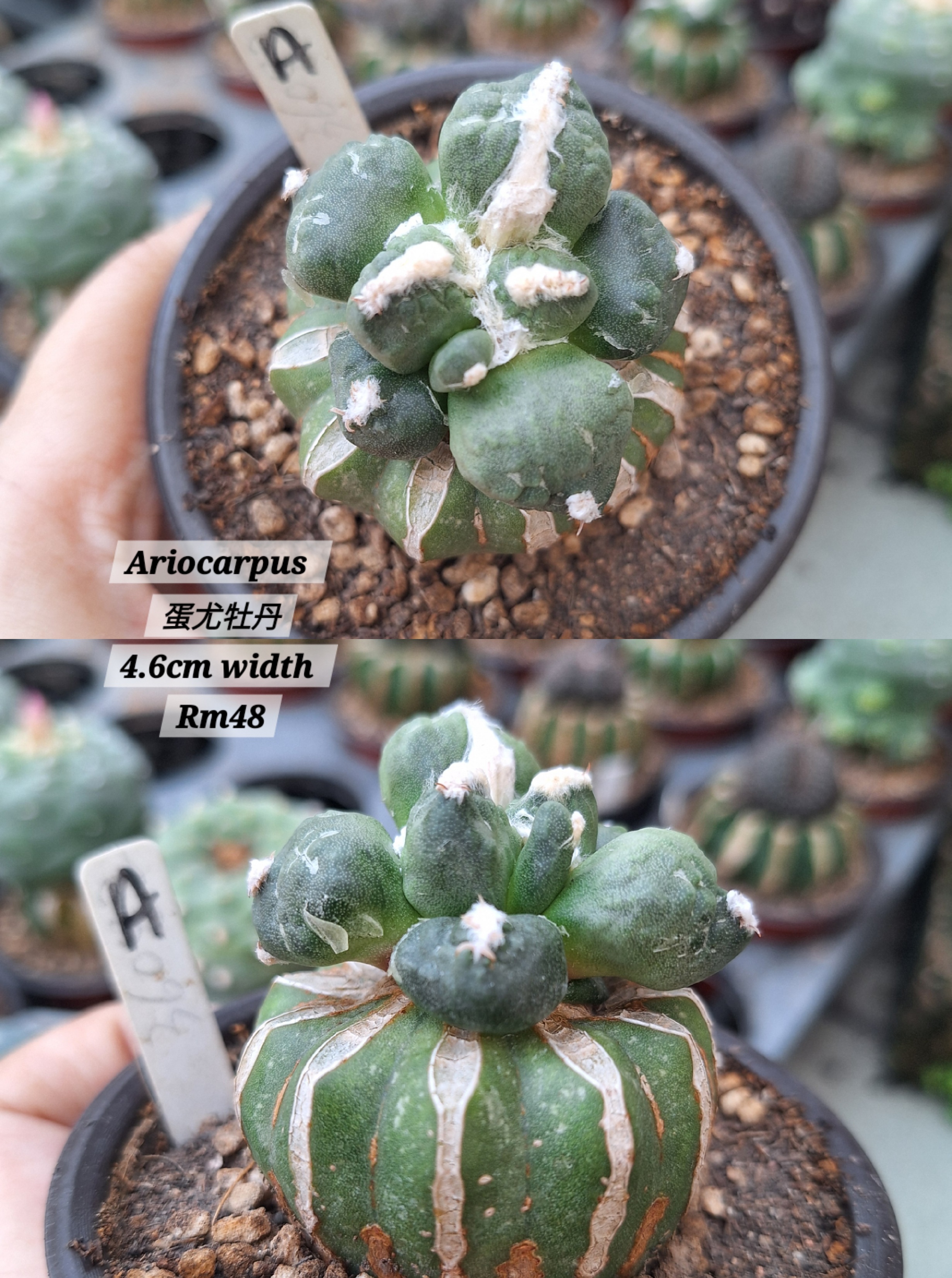  Cactus (Ariocarpus 蛋尤牡丹）
