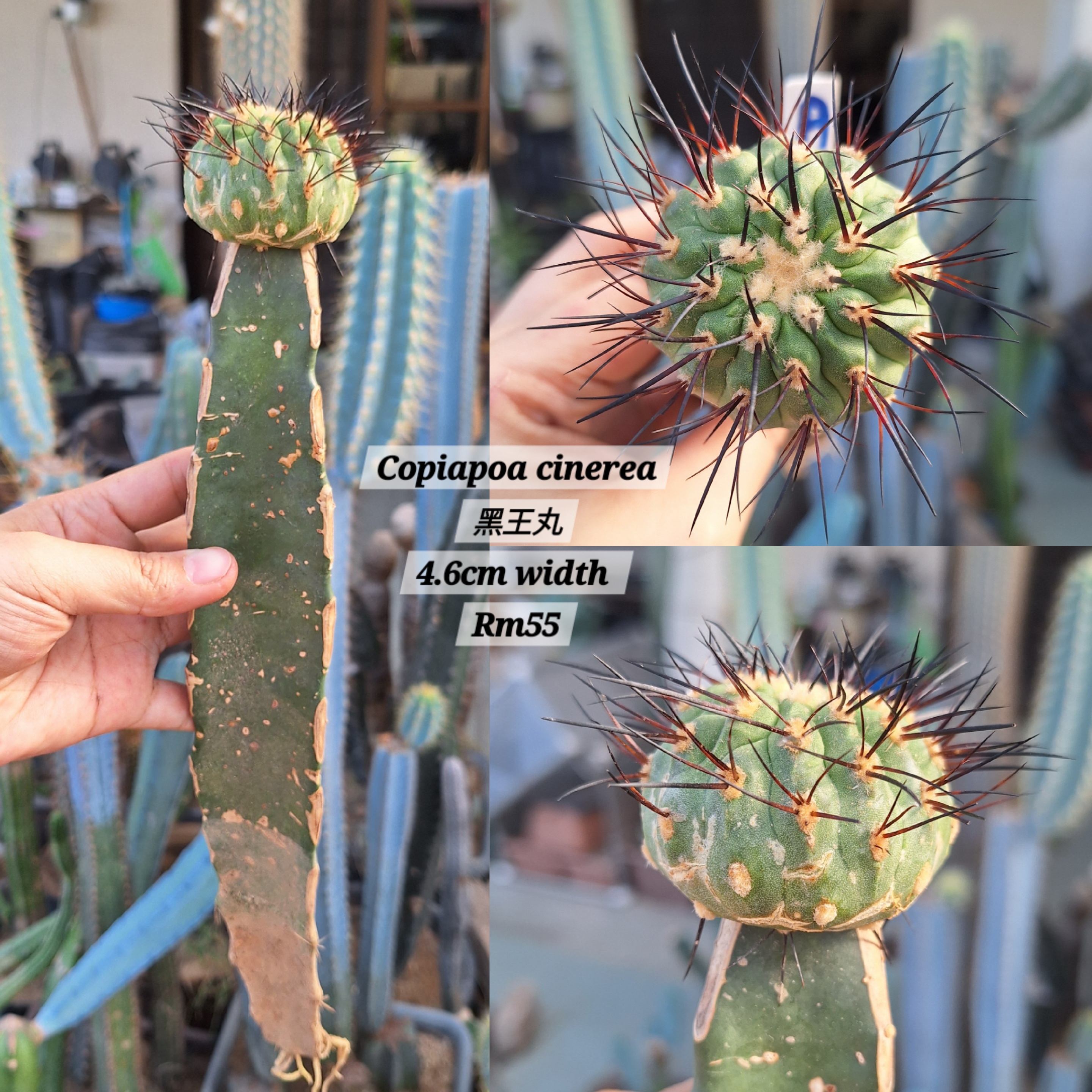 Cactus ( Copiapoa cinerea 黑王丸）