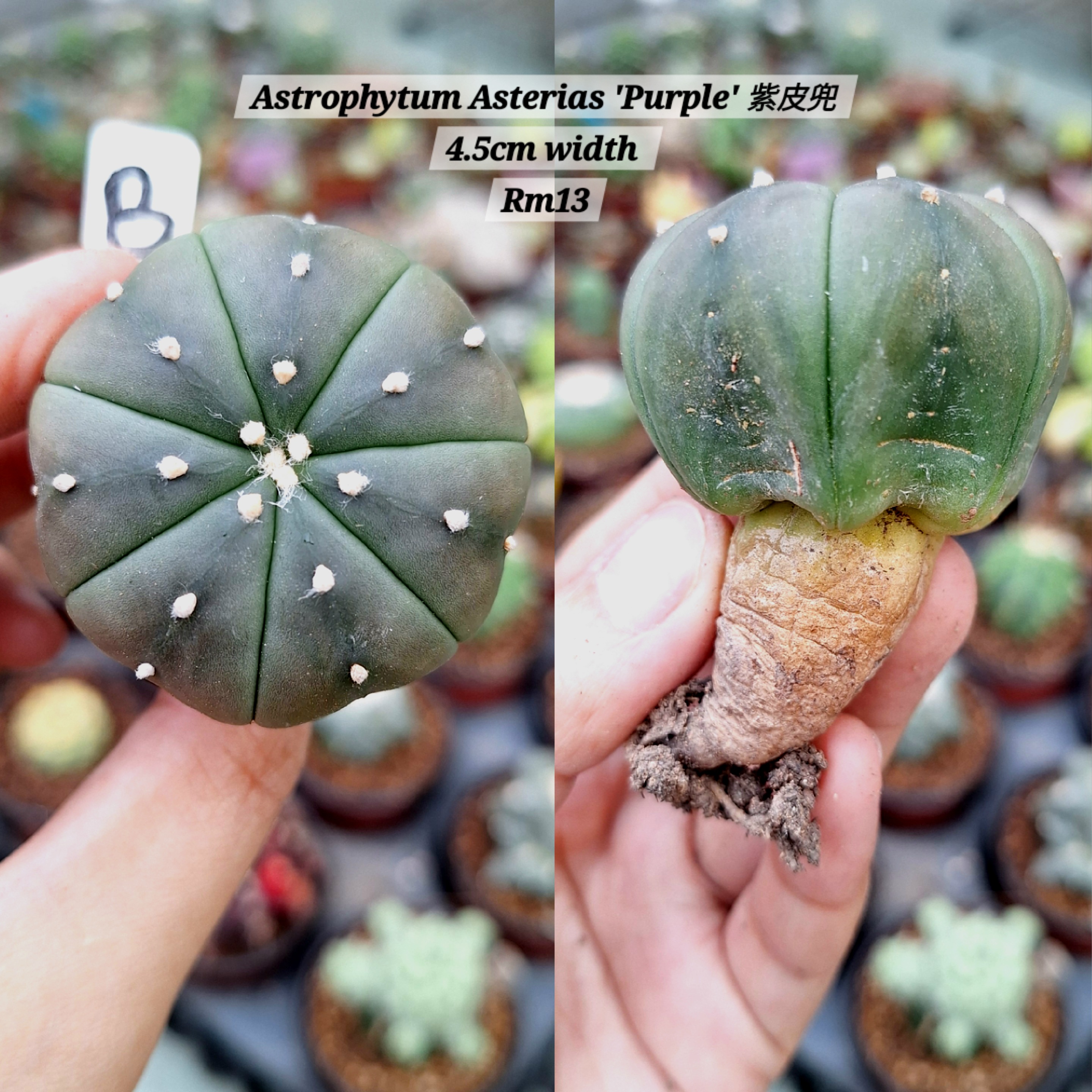 Cactus (Astrophytum Asterias 'Purple' 紫皮兜）