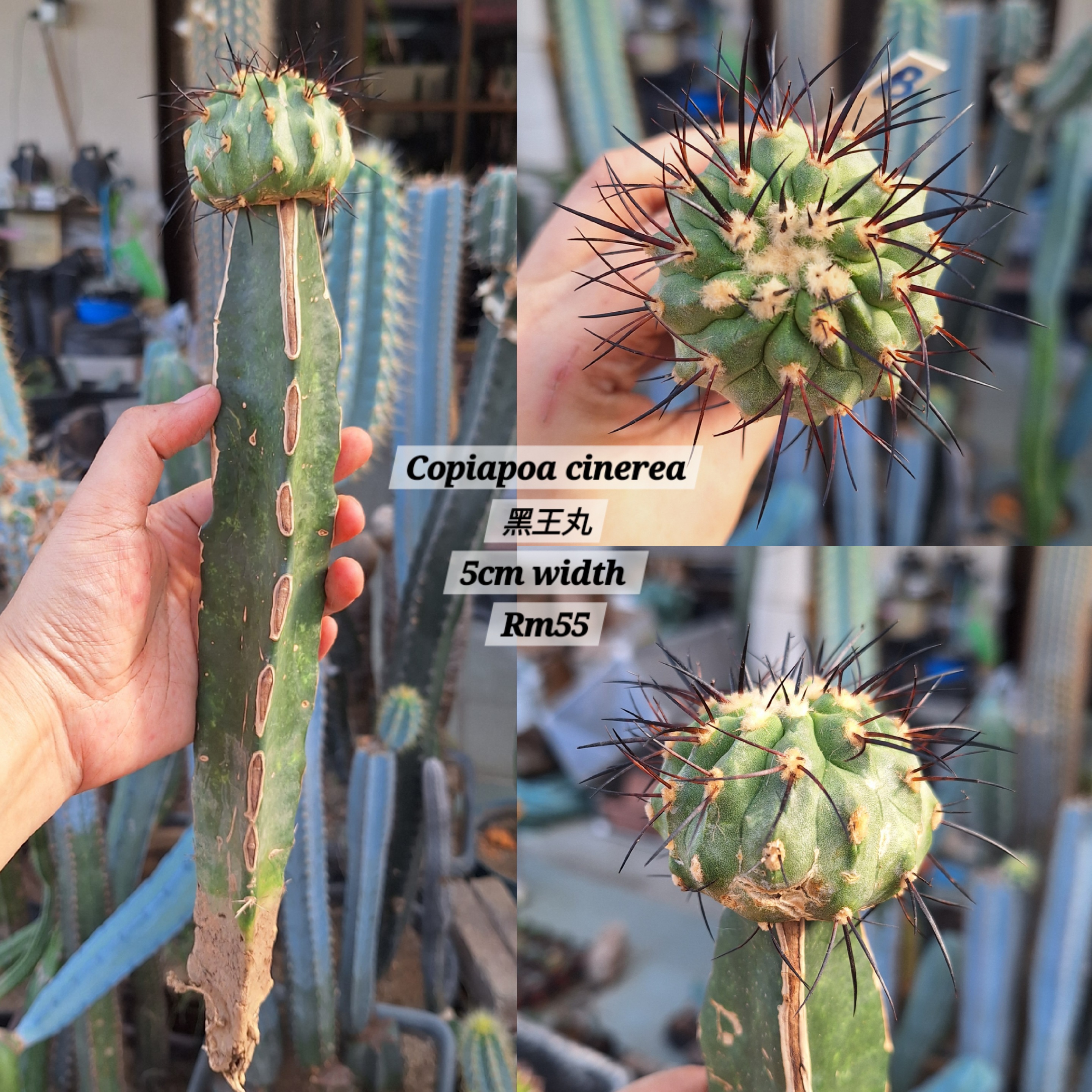 Cactus ( Copiapoa cinerea 黑王丸）