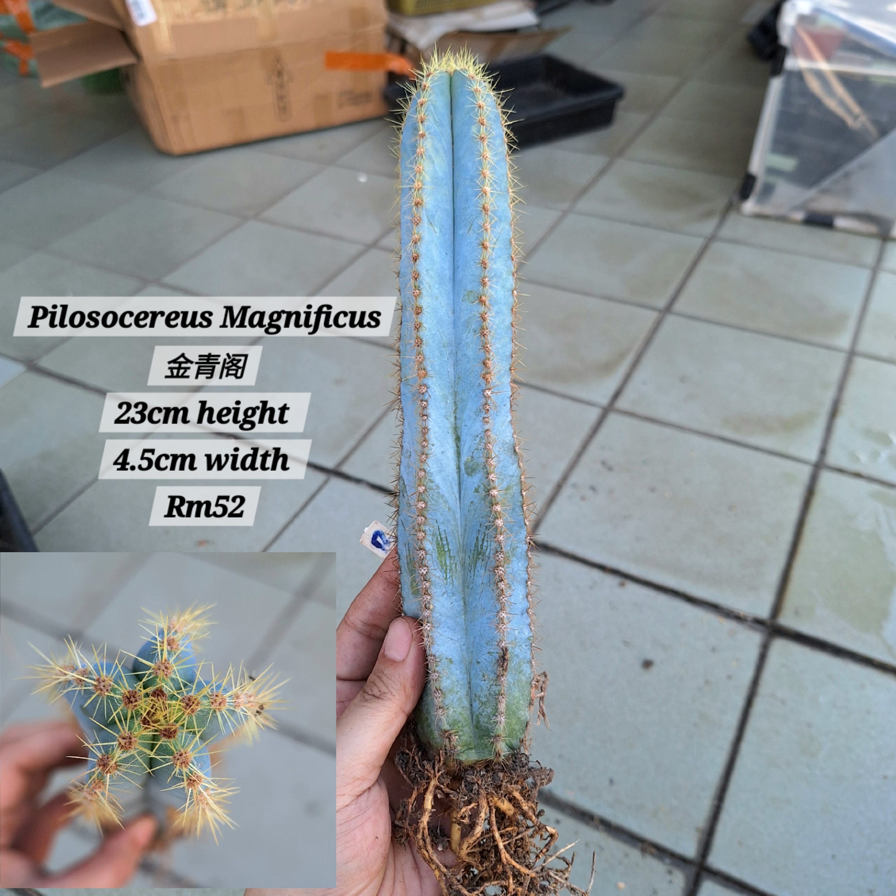Cactus (Pilosocereus Magnificus 金青阁)
