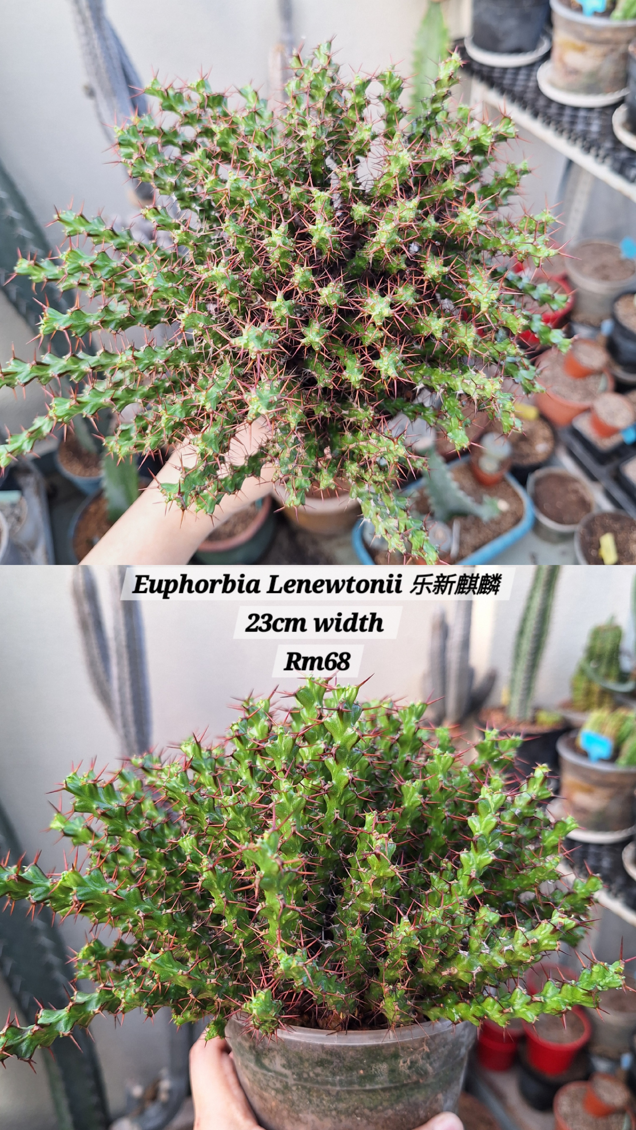 Plant (Euphorbia Lenewtonii 乐新麒麟)
