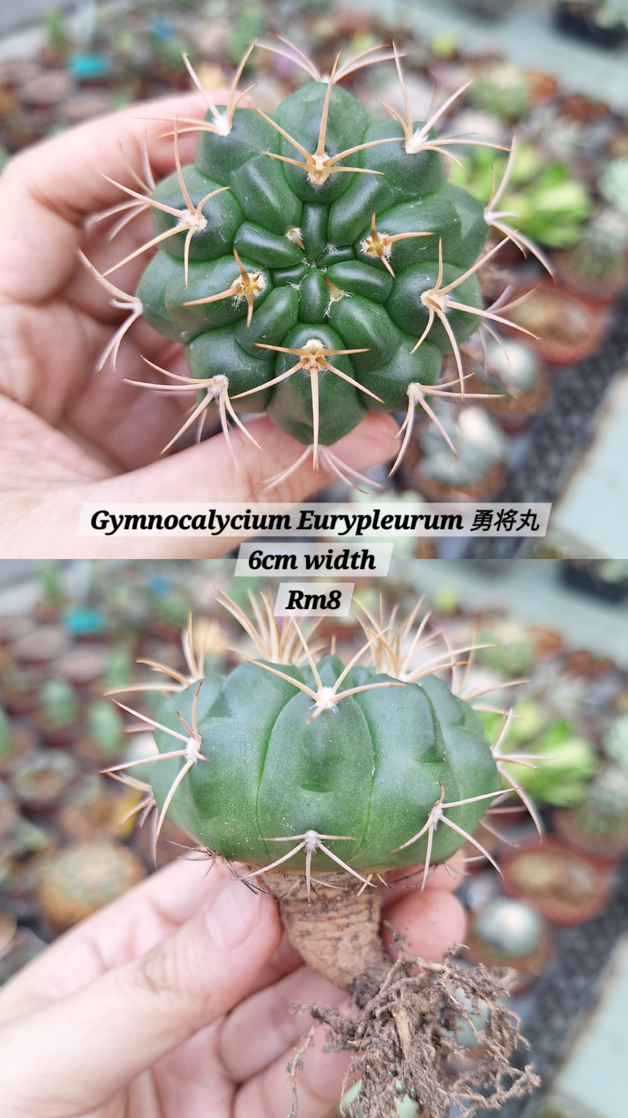 Cactus (gymnocalycium Eurypleurum 勇将丸）
