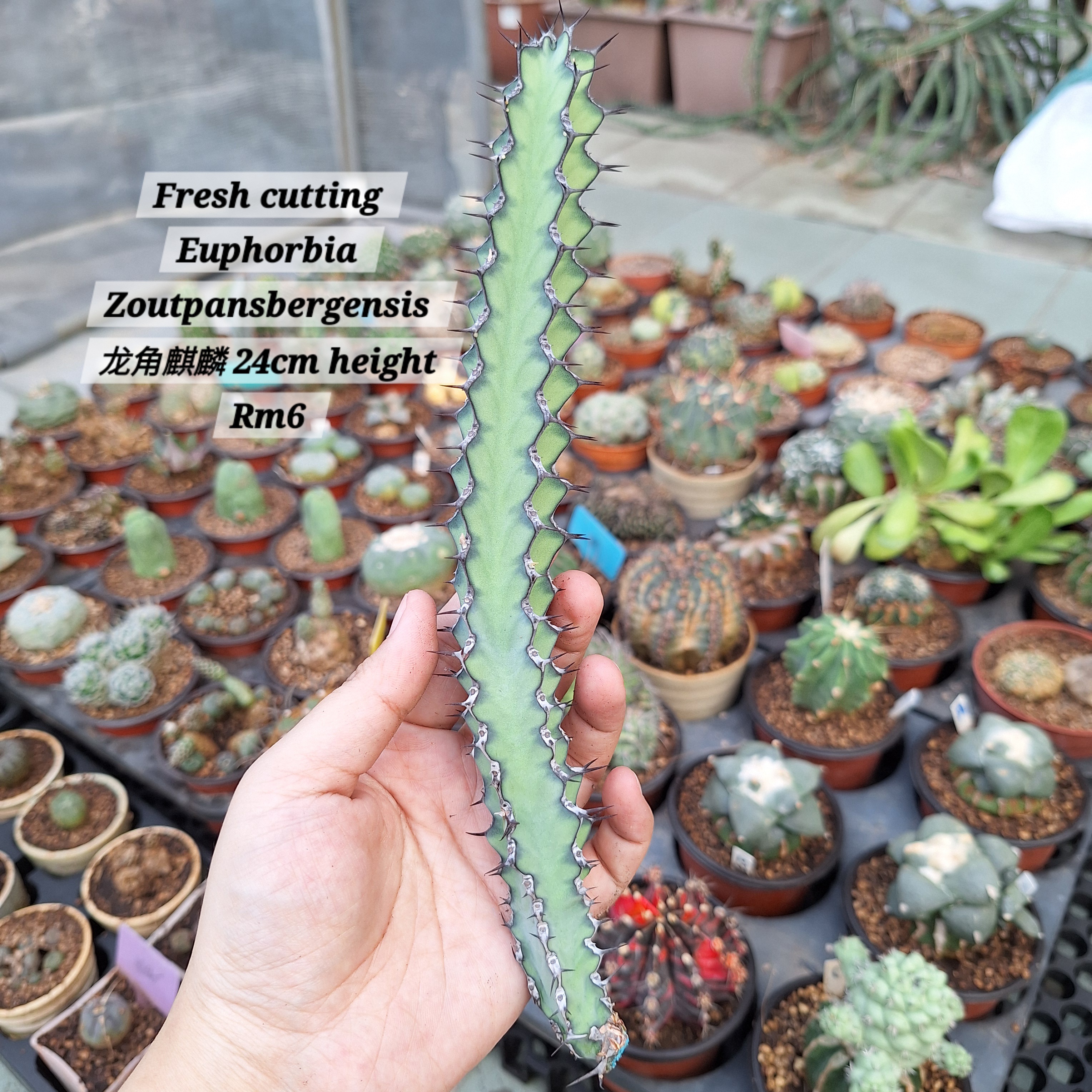 Plant ( Euphorbia zoutpansbergensis 龙角麒麟 )