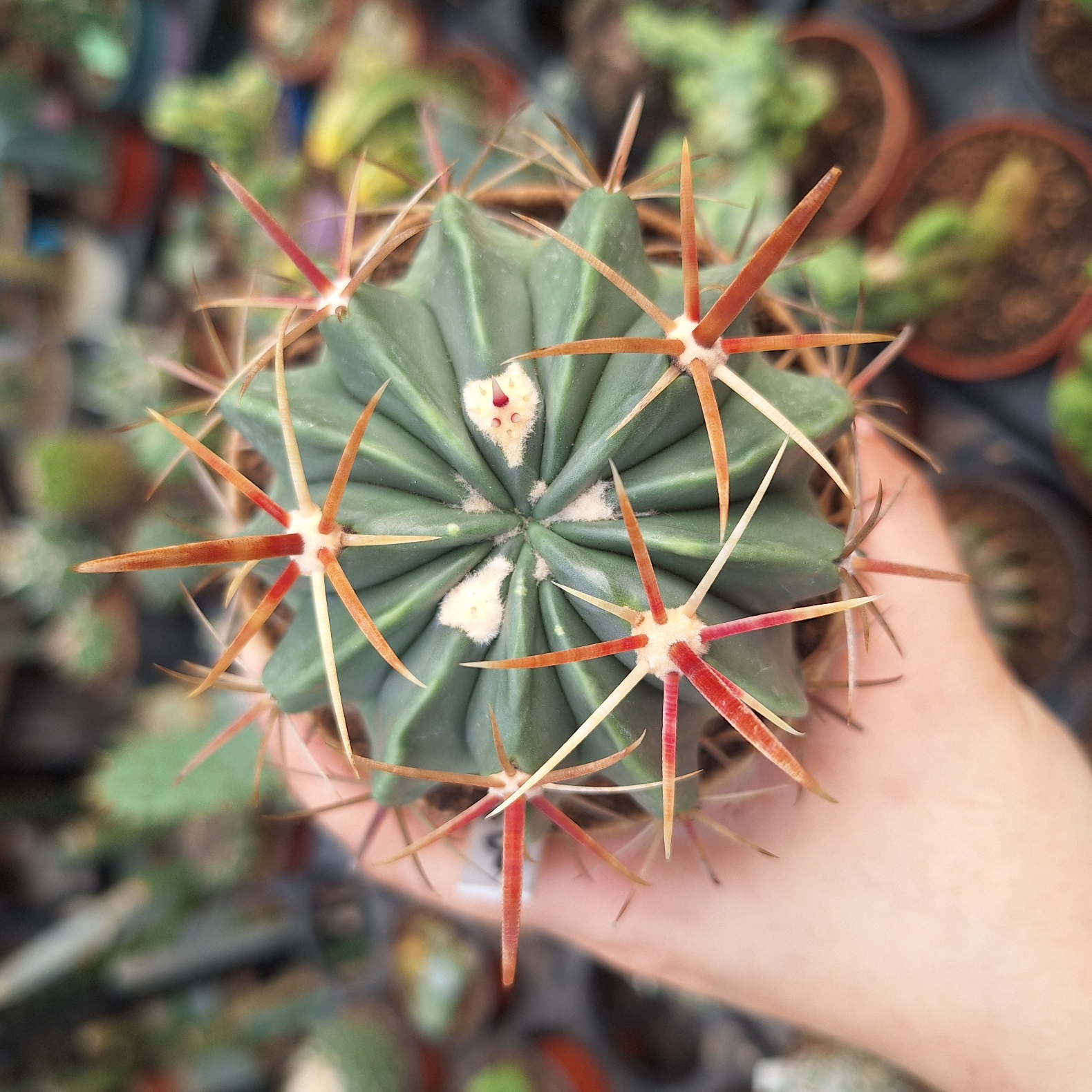  Cactus (Ferocactus Recurvus 日出)