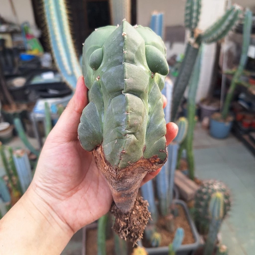 Cactus (Astrophytum )