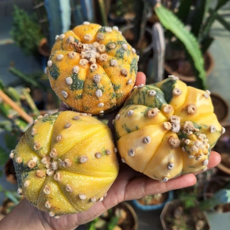 Cactus (Astrophytum Asterias Variegated 兜锦)