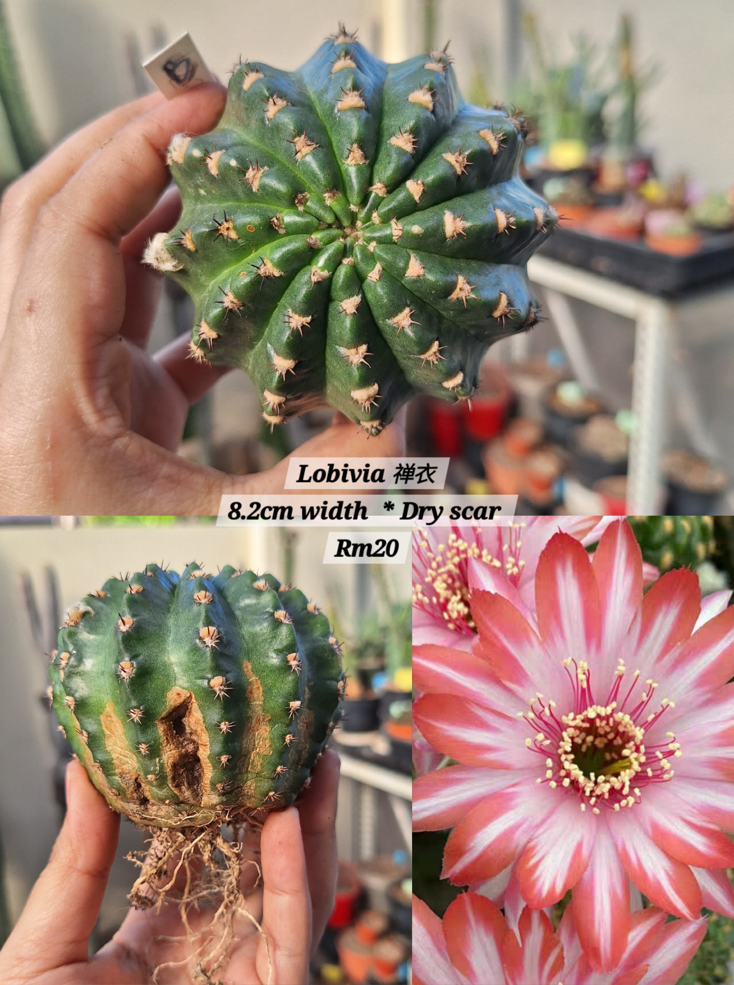  Cactus ( Lobivia 禅衣)