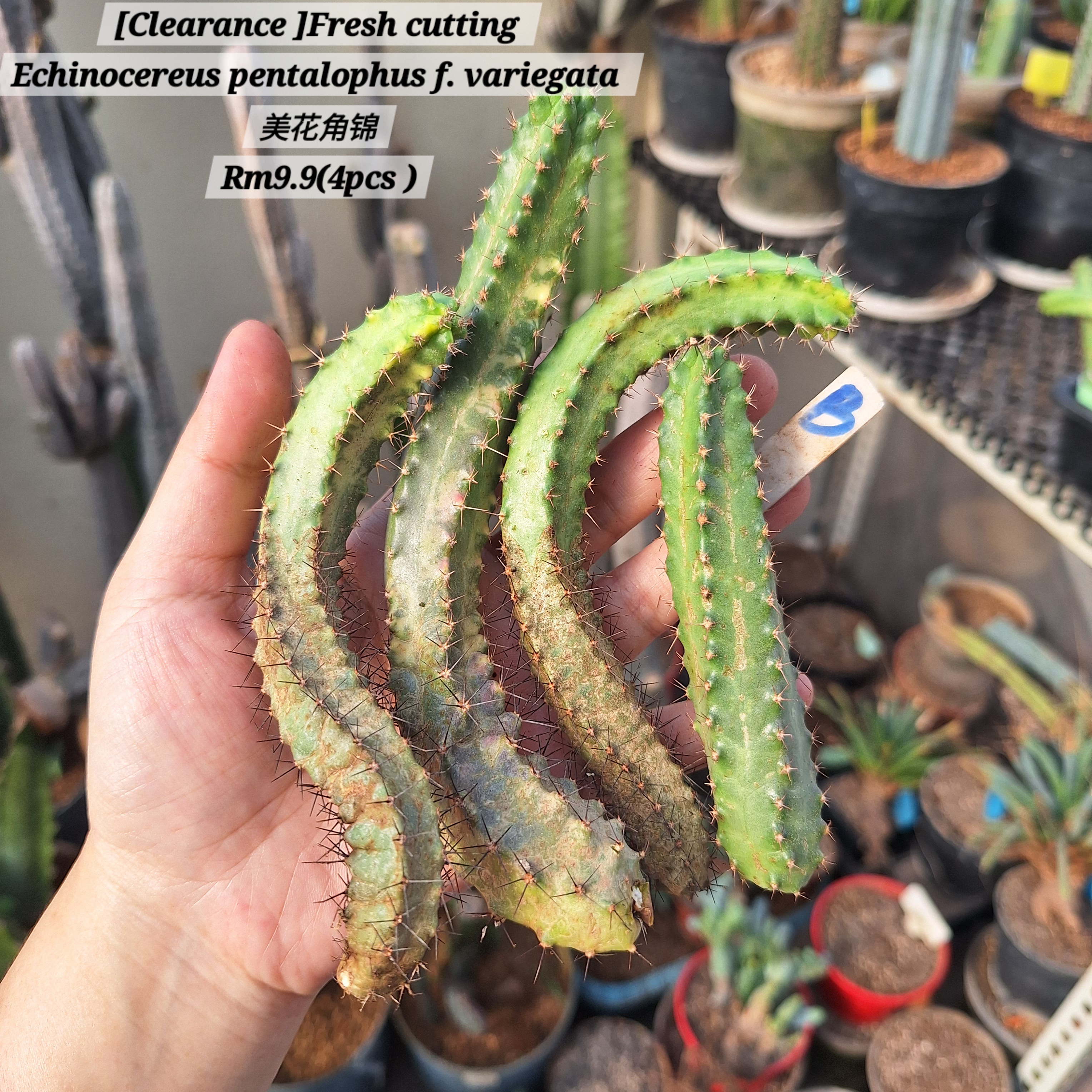 Cactus (Echinocereus pentalophus f. variegata 美花角锦）