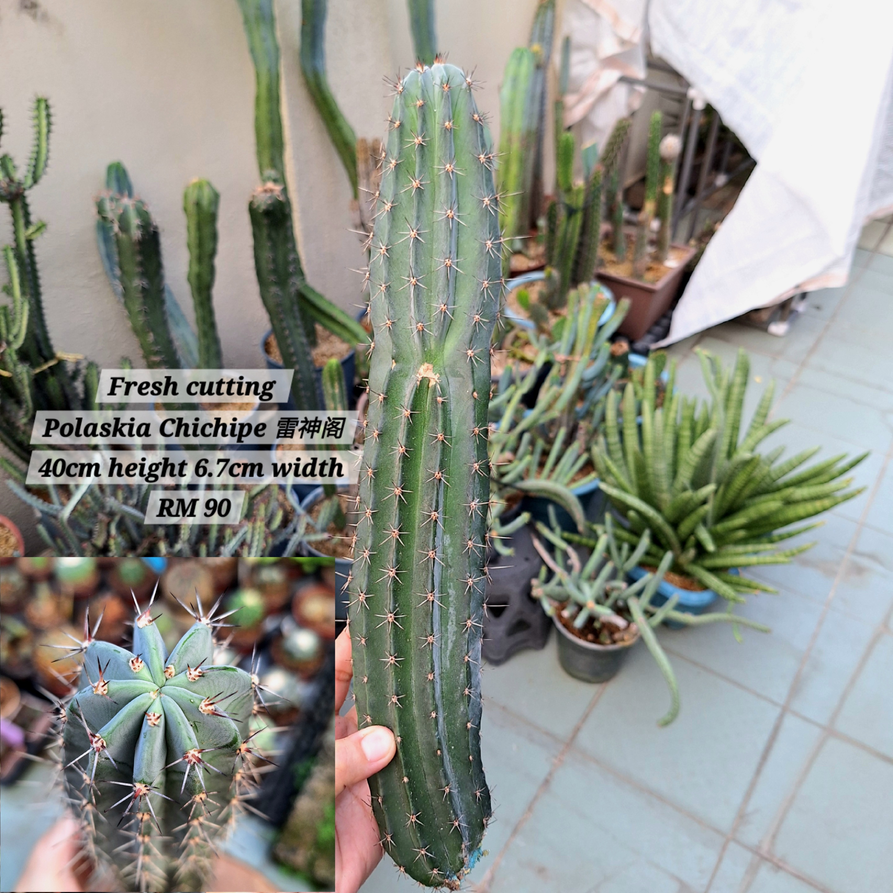Cactus (Polaskia Chichipe 雷神阁)