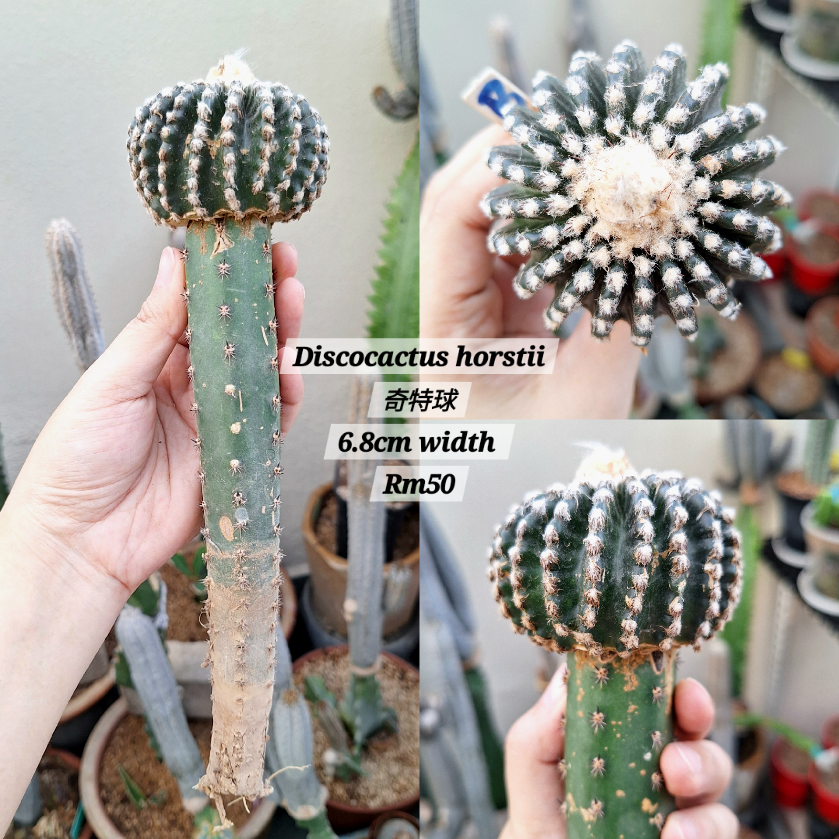 Cactus (Discocactus horstii 奇特球)