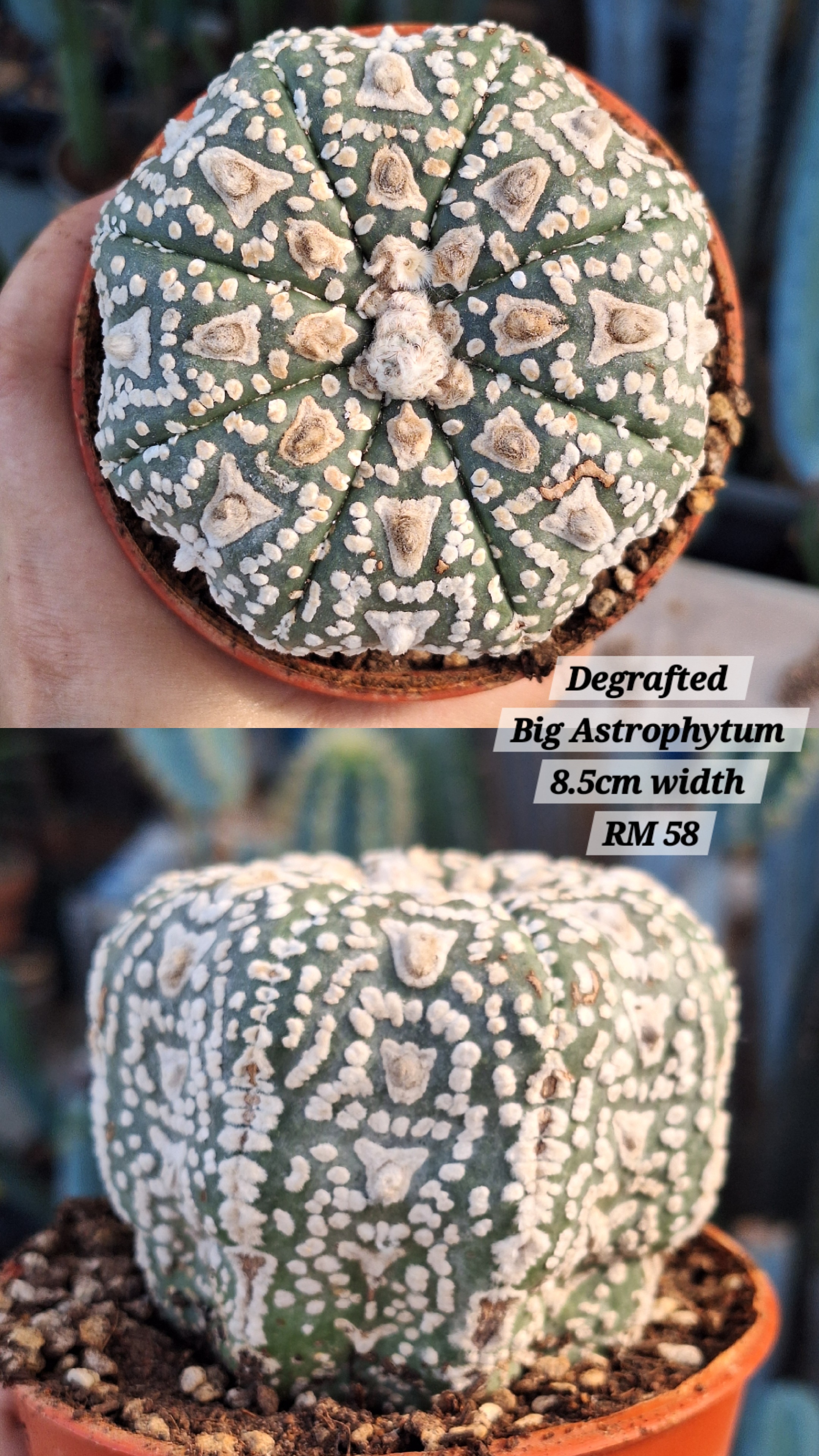 Cactus ( Astrophytum asterias)