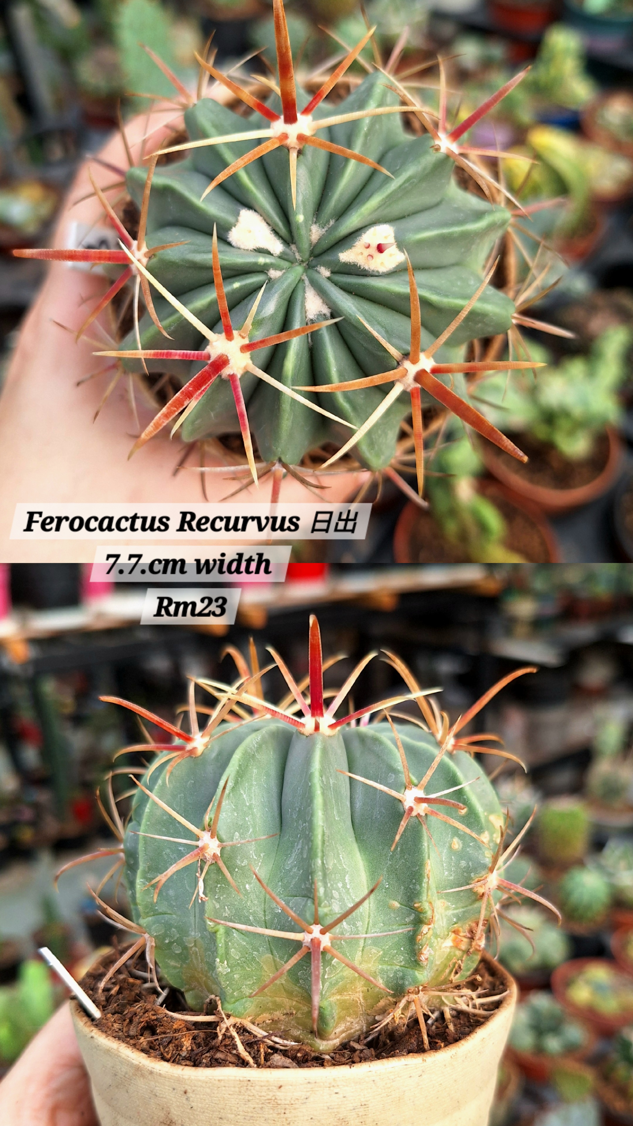  Cactus (Ferocactus Recurvus 日出)
