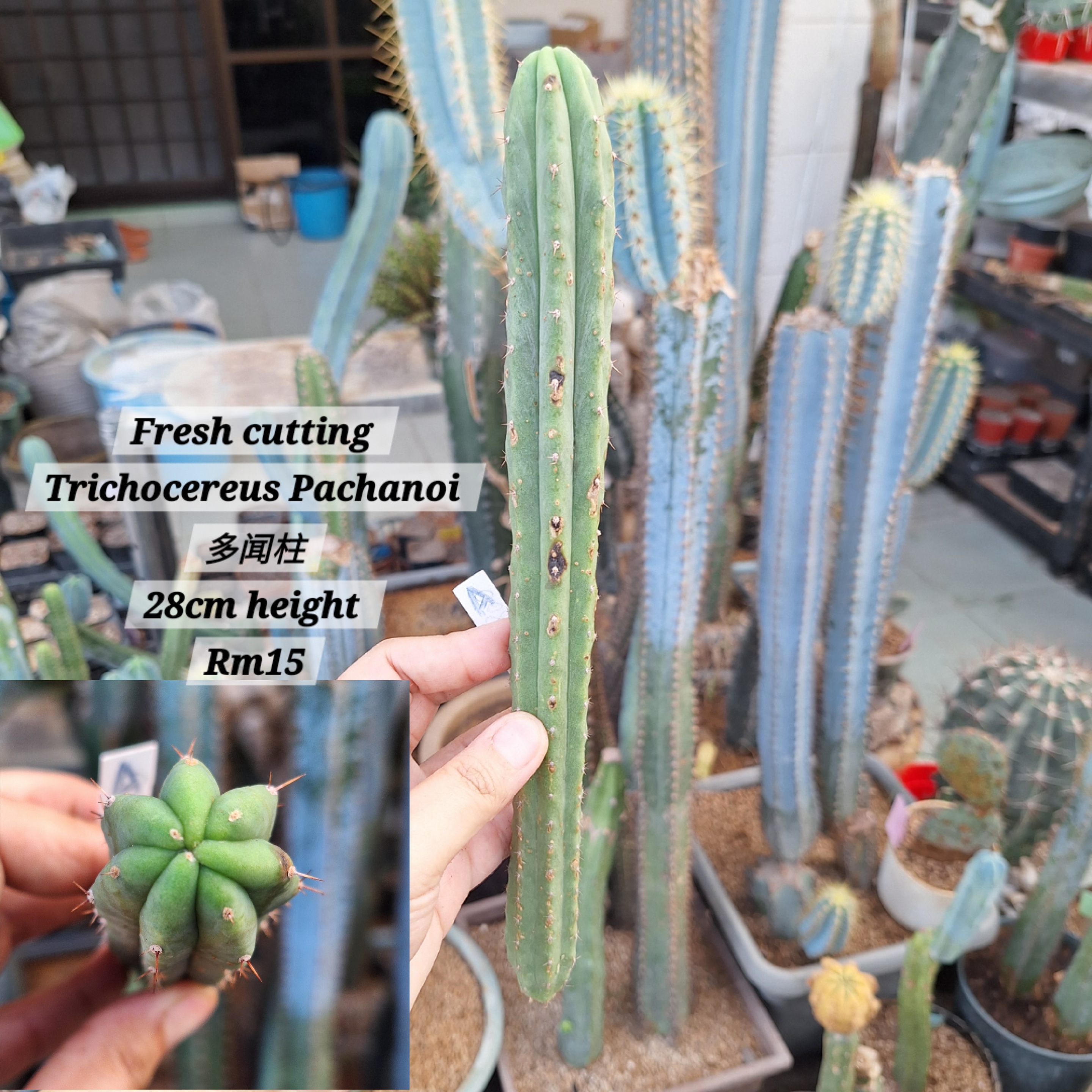 Fresh Cutting Cactus ( Trichocereus Pachanoi 多闻柱)