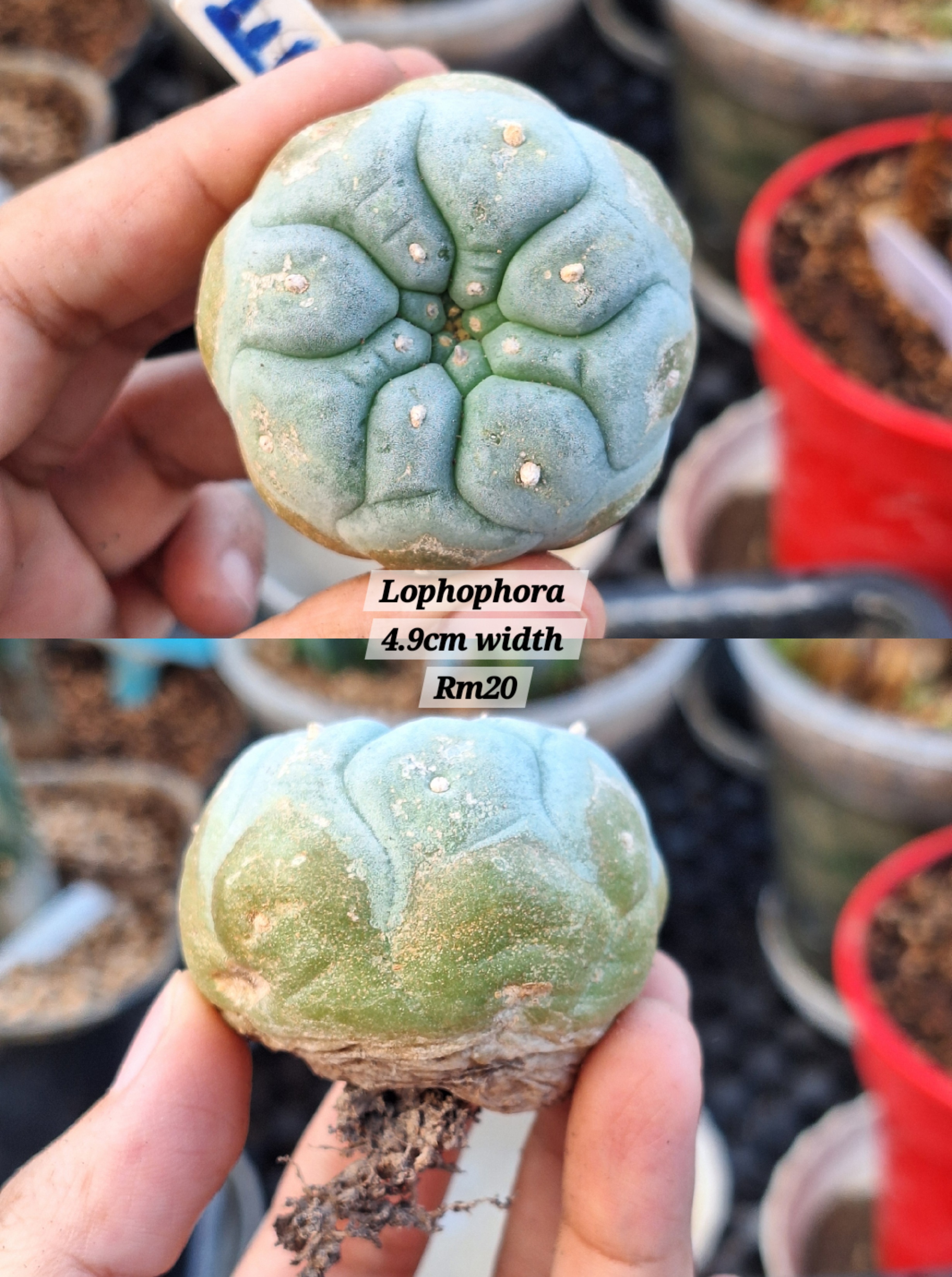 Cactus ( lophophora )