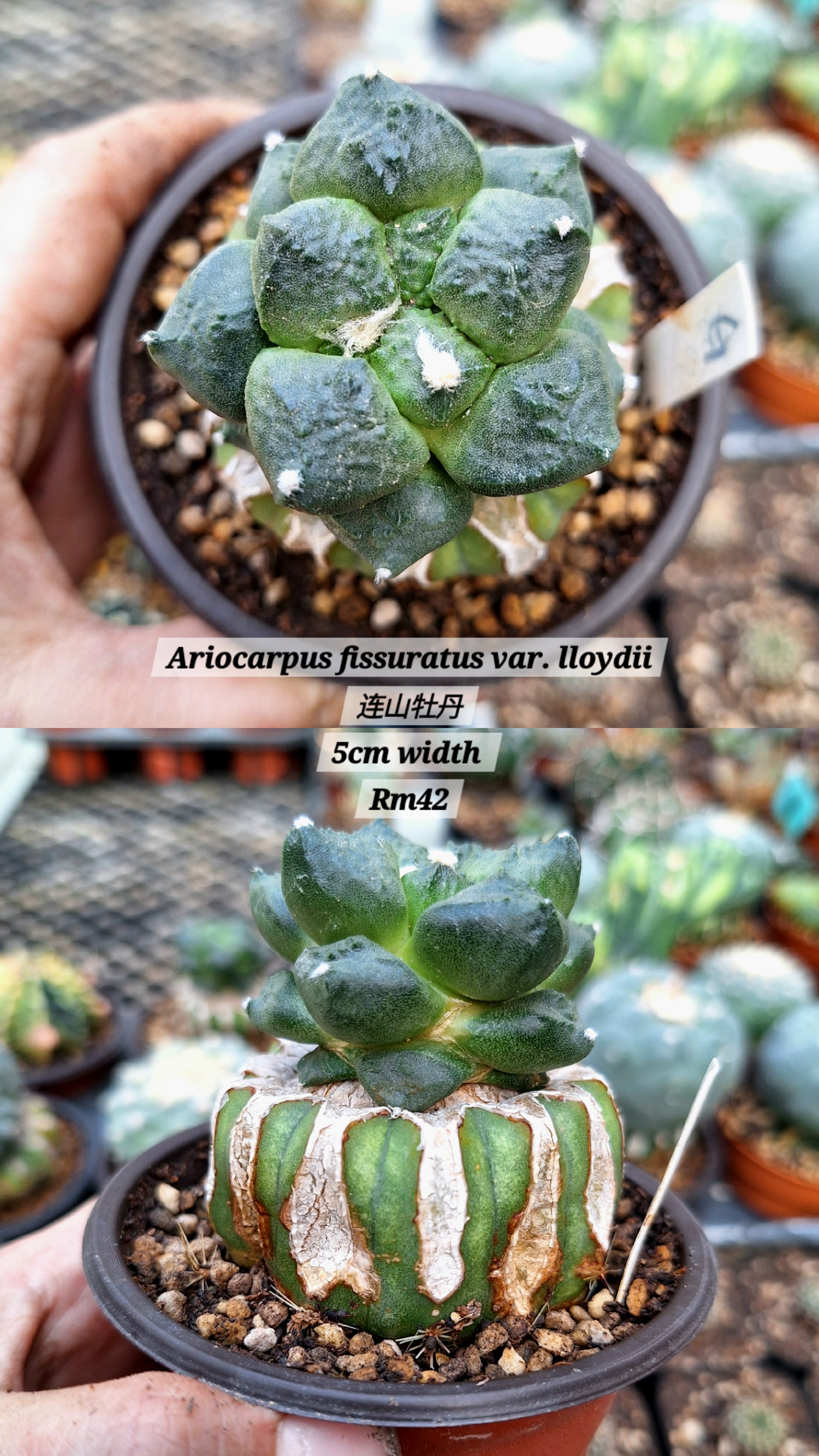 Cactus (Ariocarpus fissuratus var. lloydii 连山牡丹）