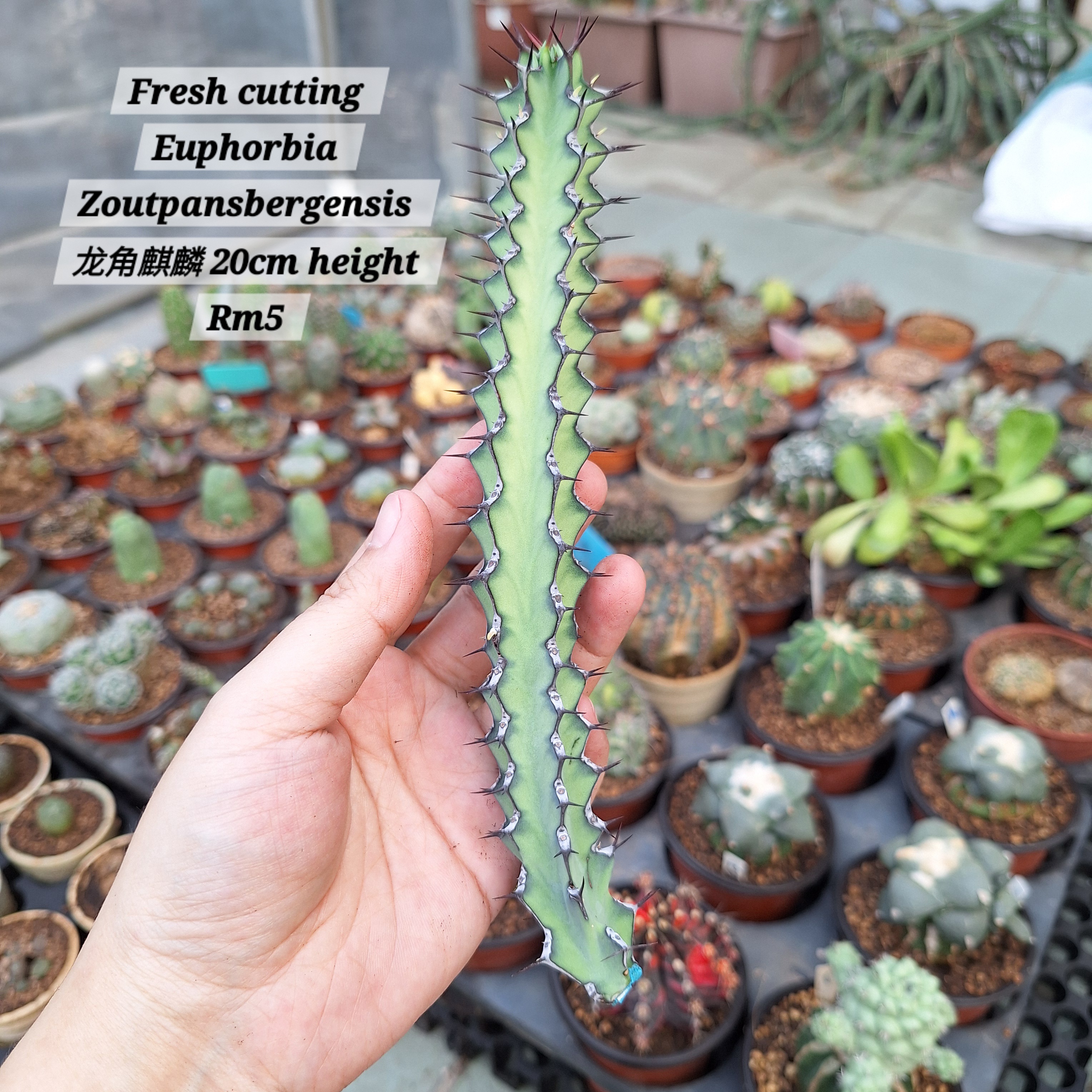Plant ( Euphorbia zoutpansbergensis 龙角麒麟 )