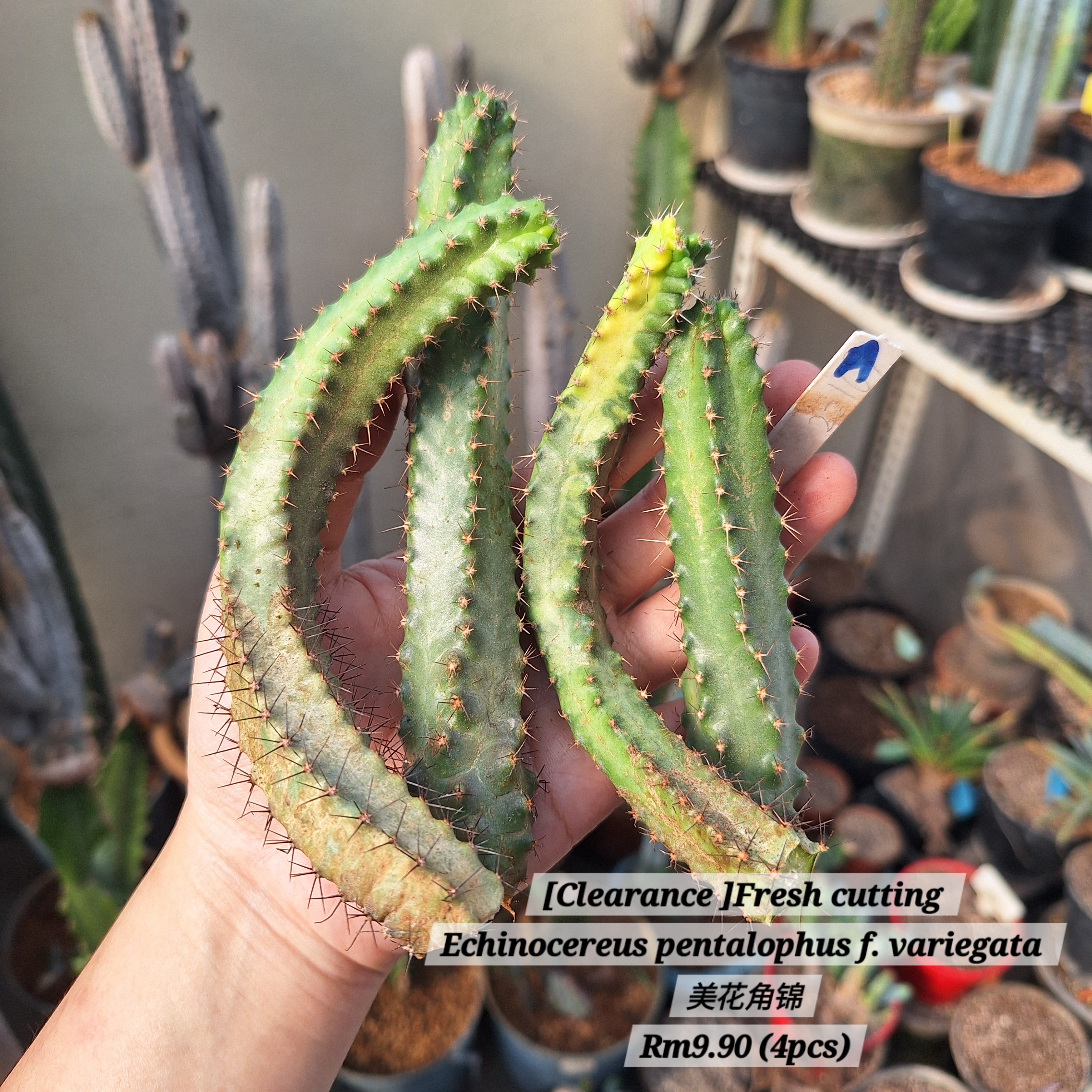 Cactus (Echinocereus pentalophus f. variegata 美花角锦）