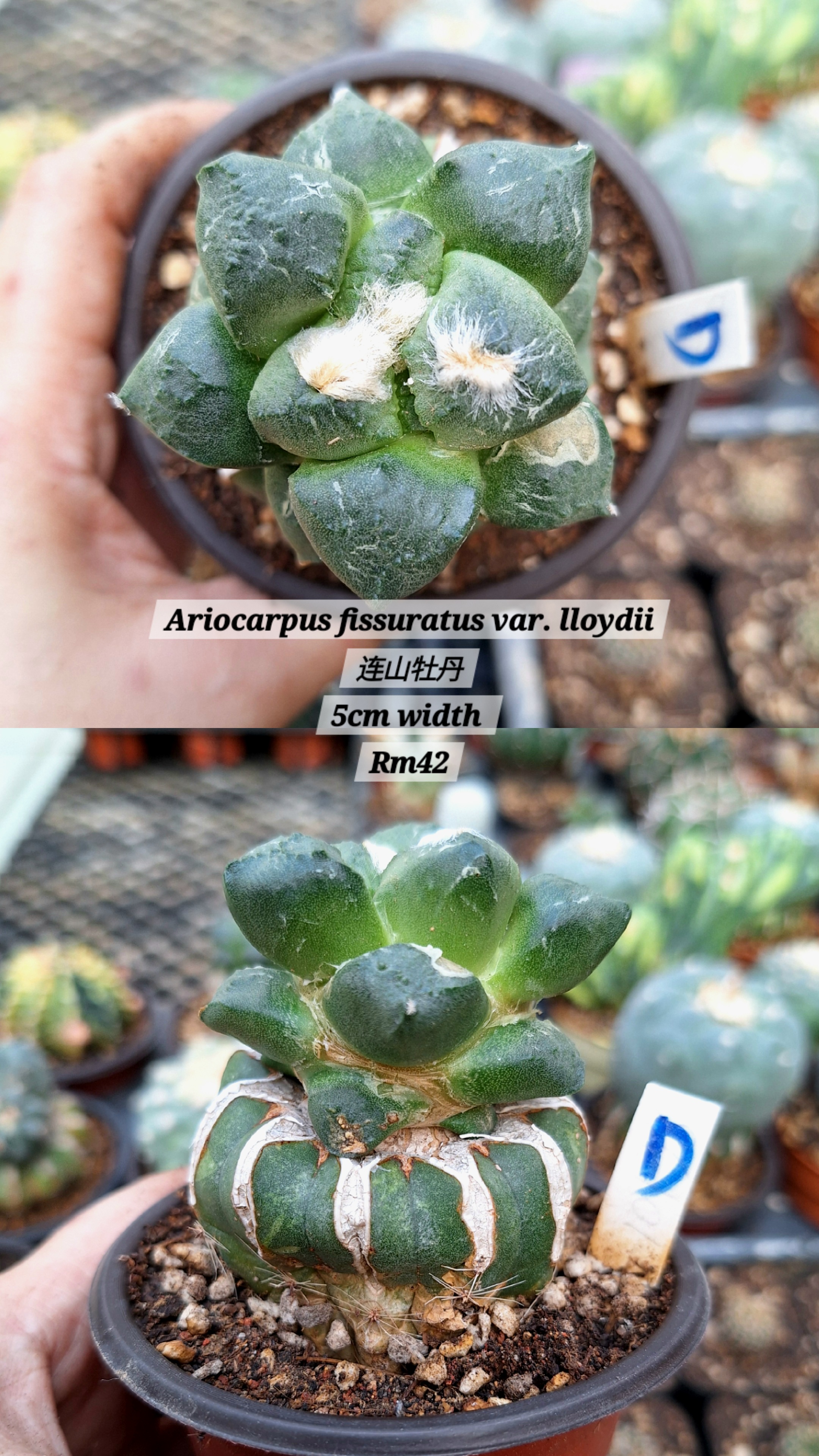 Cactus (Ariocarpus fissuratus var. lloydii 连山牡丹）