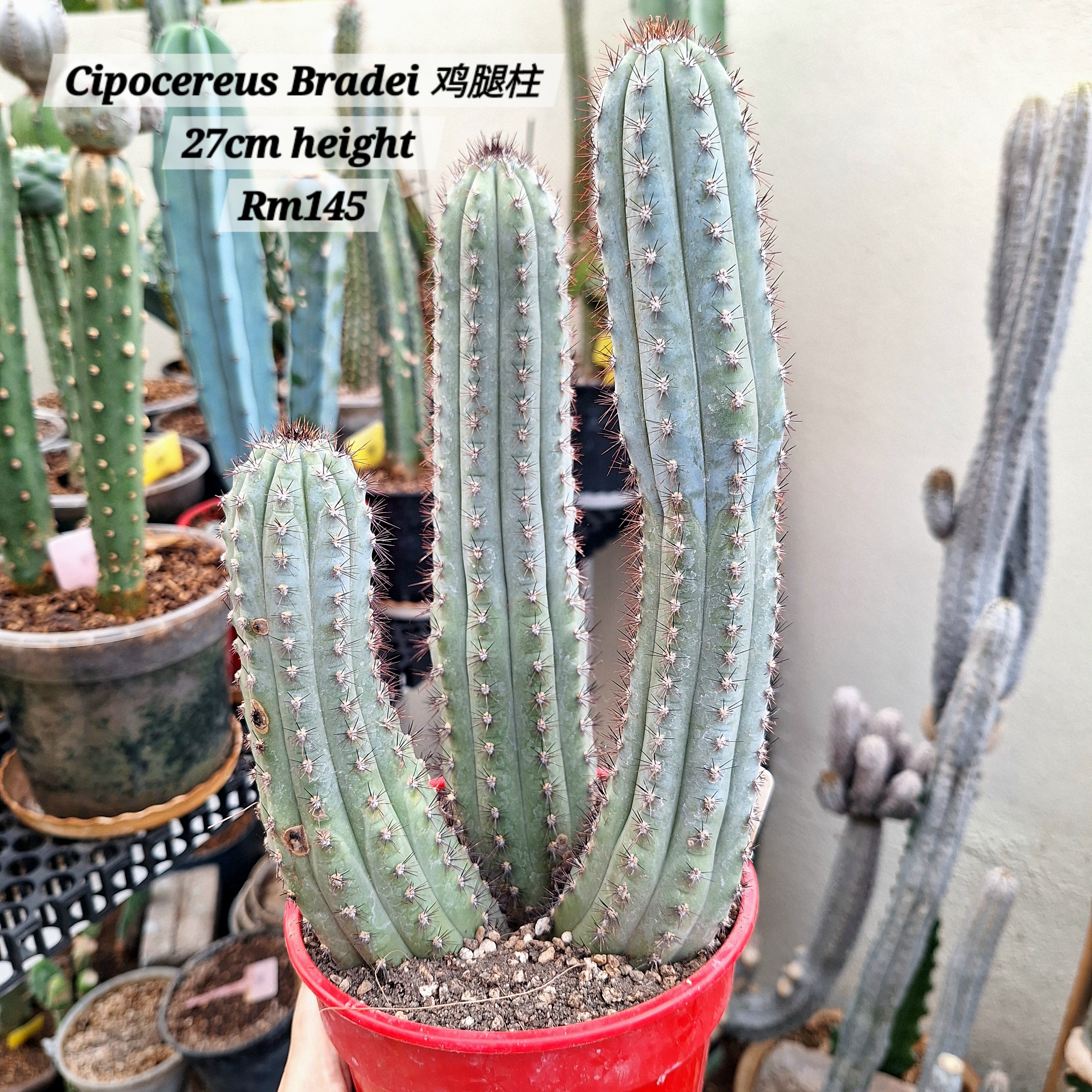 Cactus (Cipocereus Bradei 鸡腿柱)