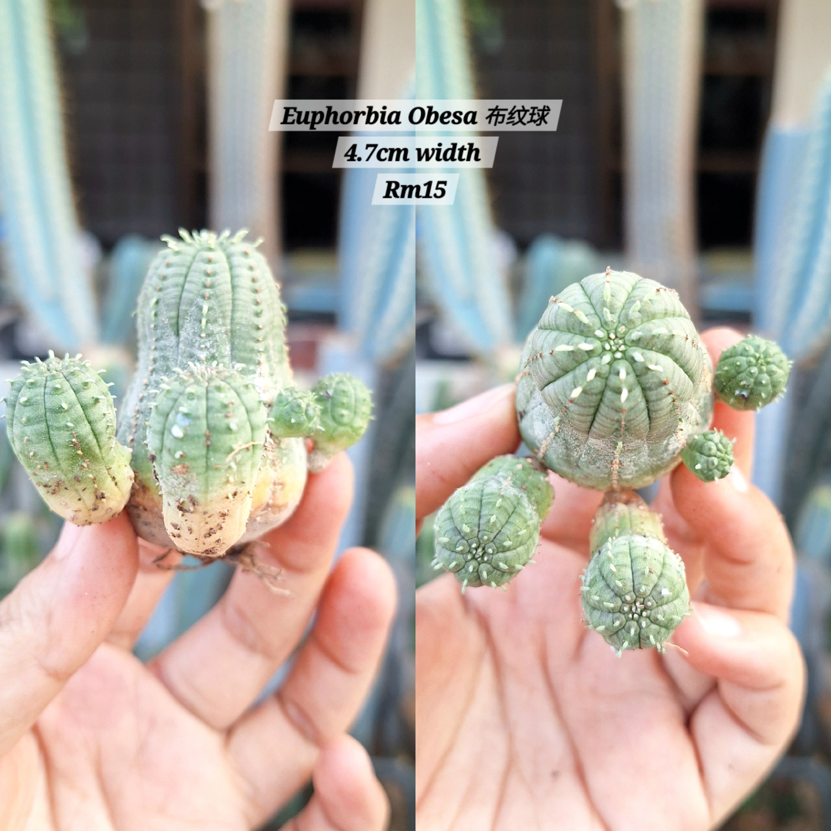 Plant ( Euphorbia obesa 布纹球)