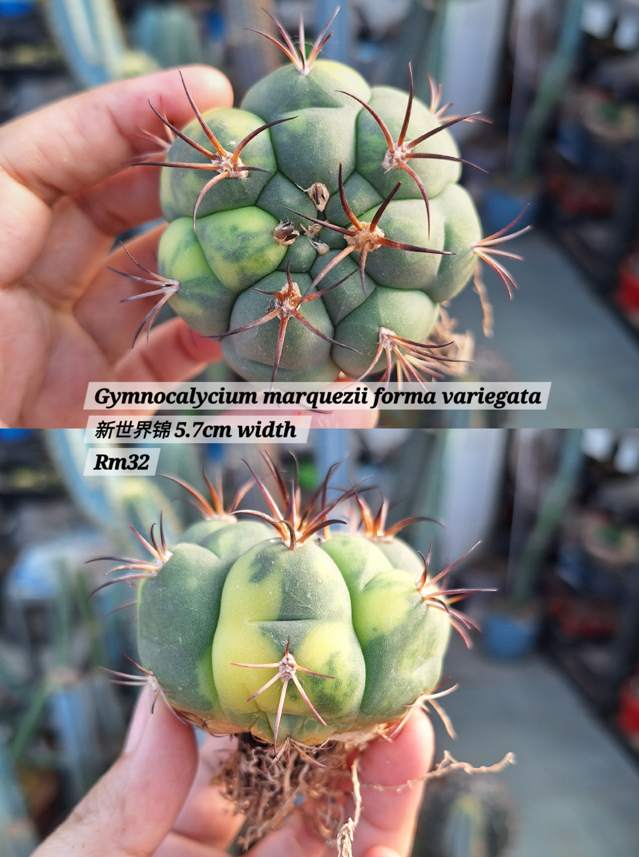 Cactus (Gymnocalycium marquezii forma variegata 新世界锦)