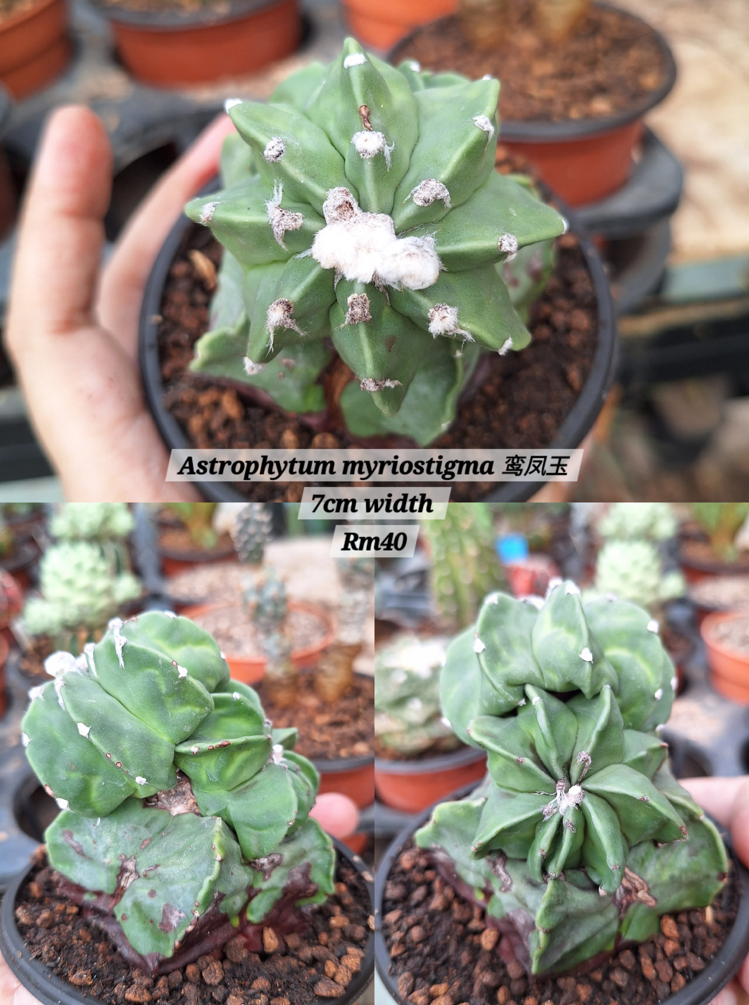 Cactus (Astrophytum myriostigma 鸾凤玉)