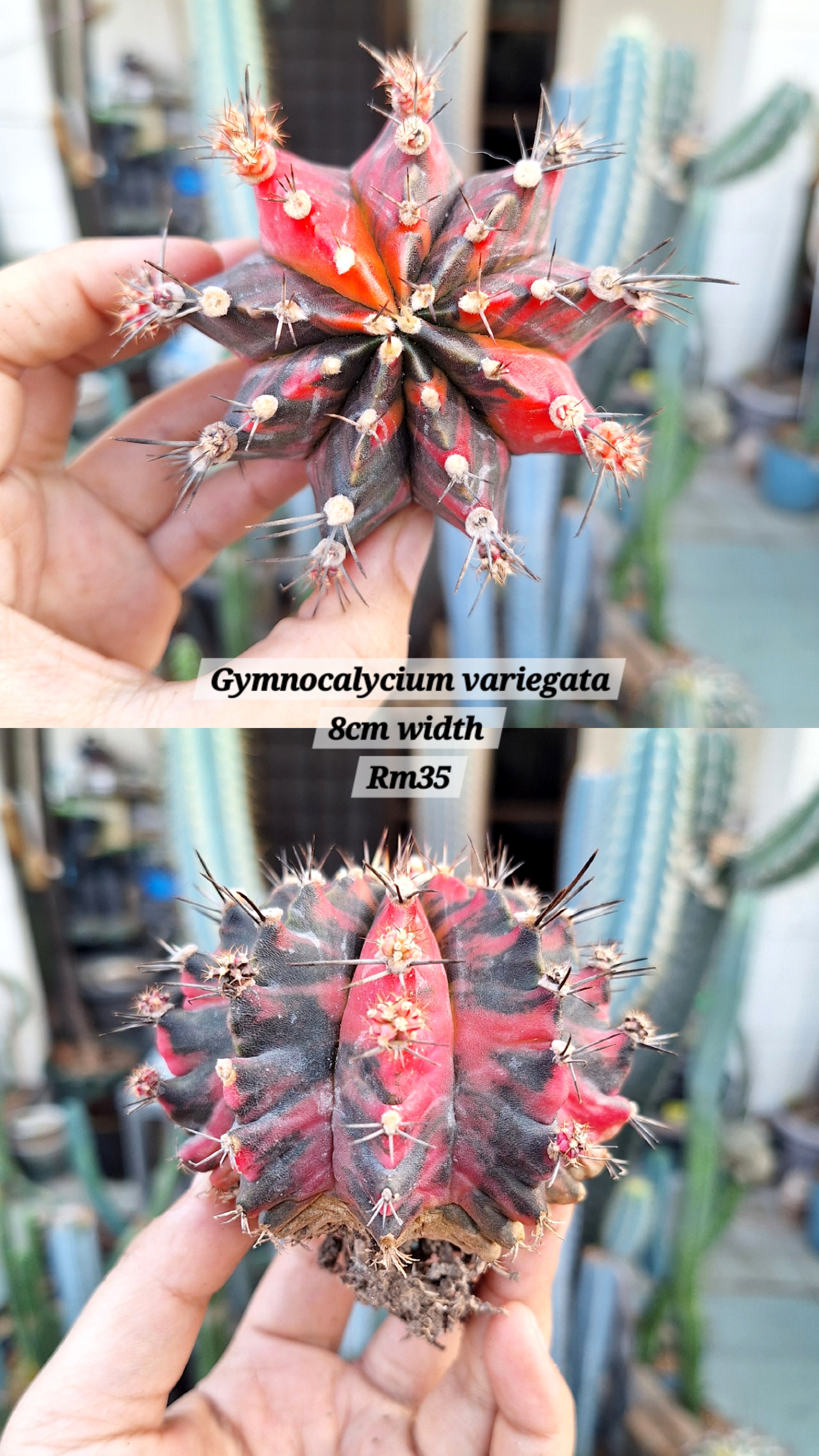 Cactus (Gymnocalycium variegata)