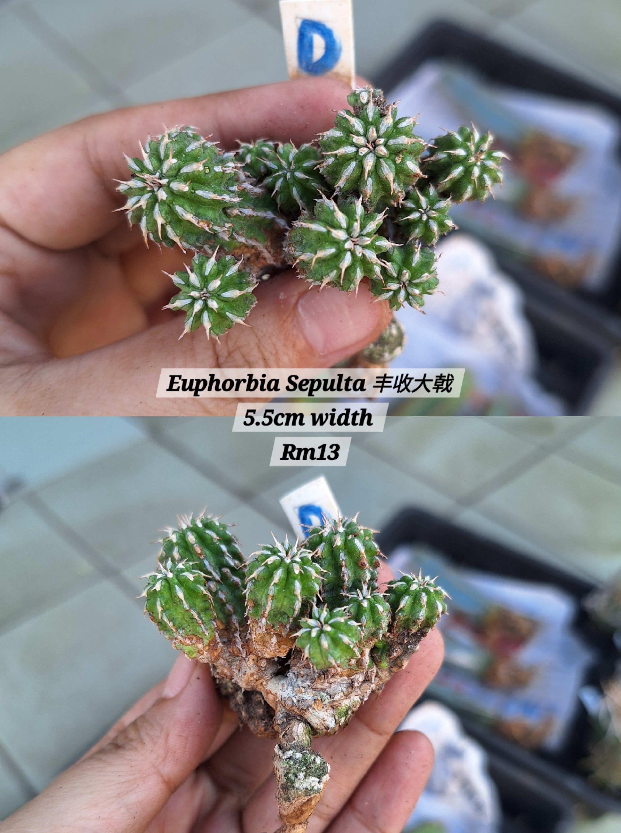  Plant (Euphorbia Sepulta 丰收大戟)