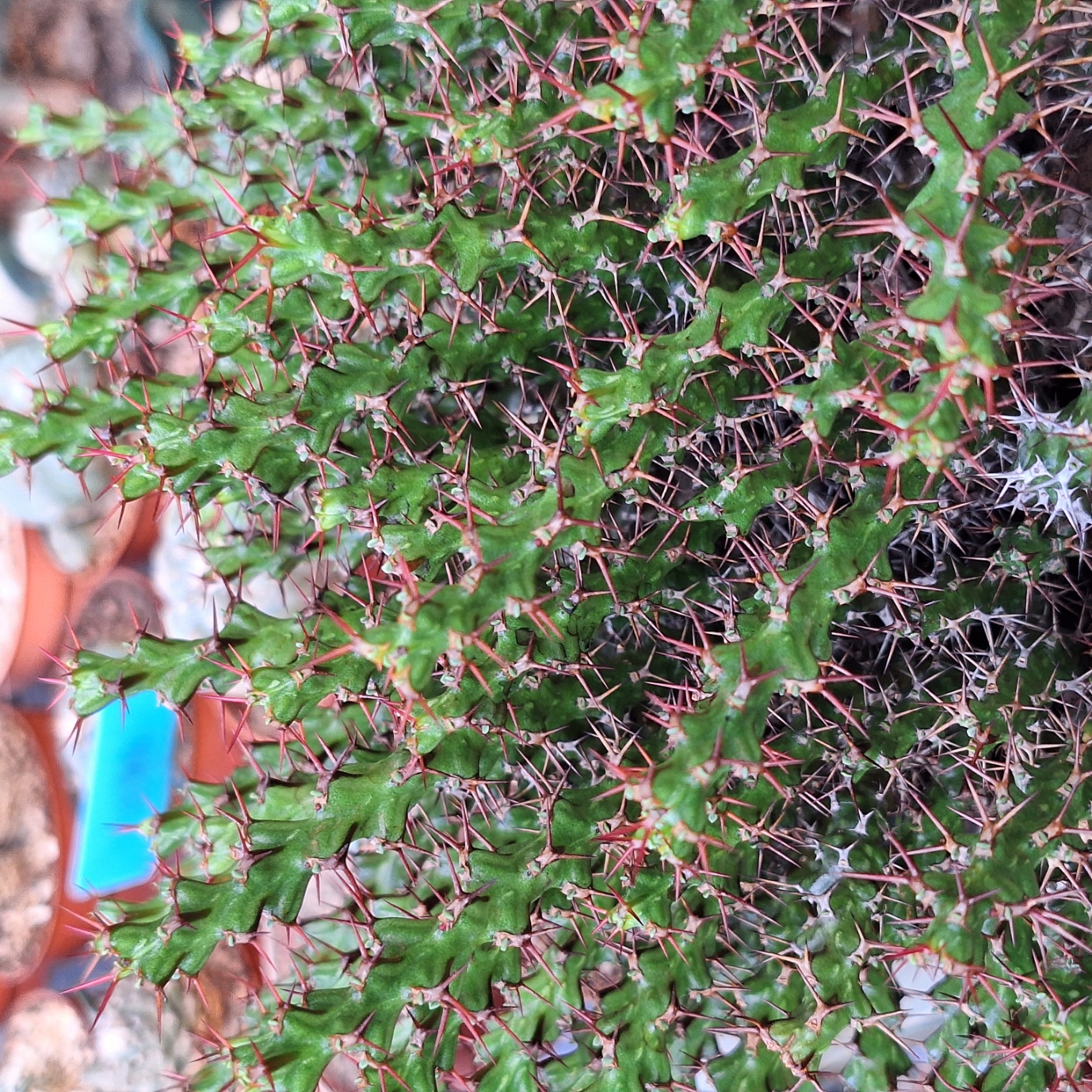 Plant (Euphorbia Lenewtonii 乐新麒麟)