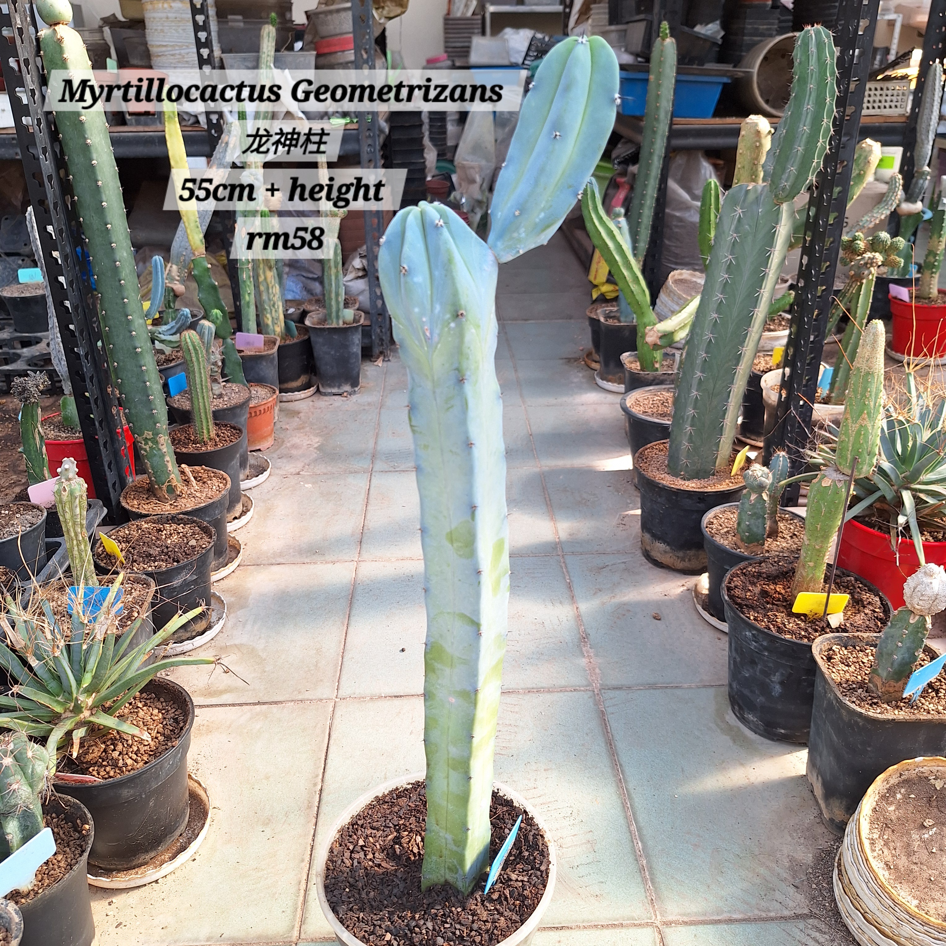  Cactus (Myrtillocactus Geometrizans 龙神柱)