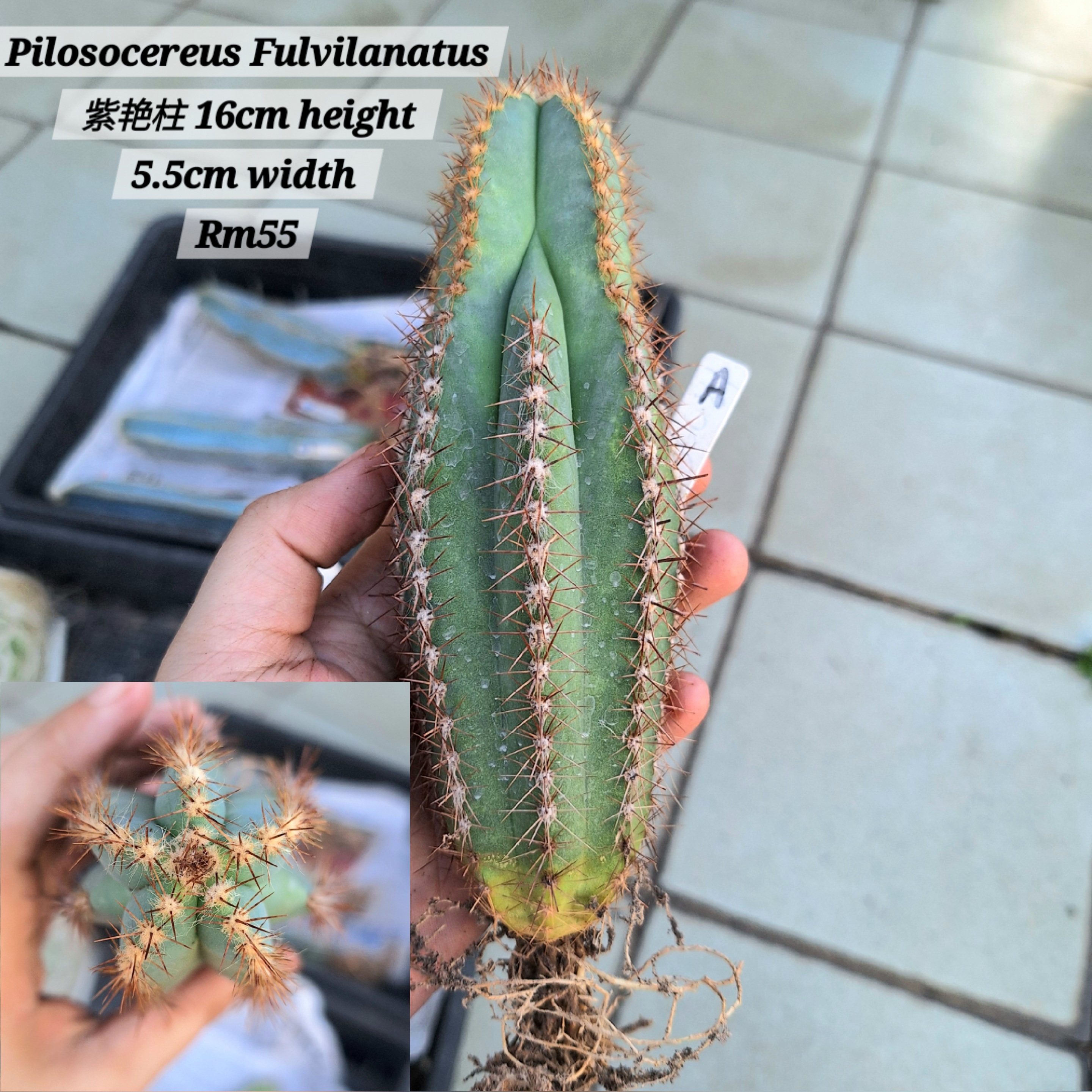 Cactus (Pilosocereus Fulvilanatus 紫艳柱)