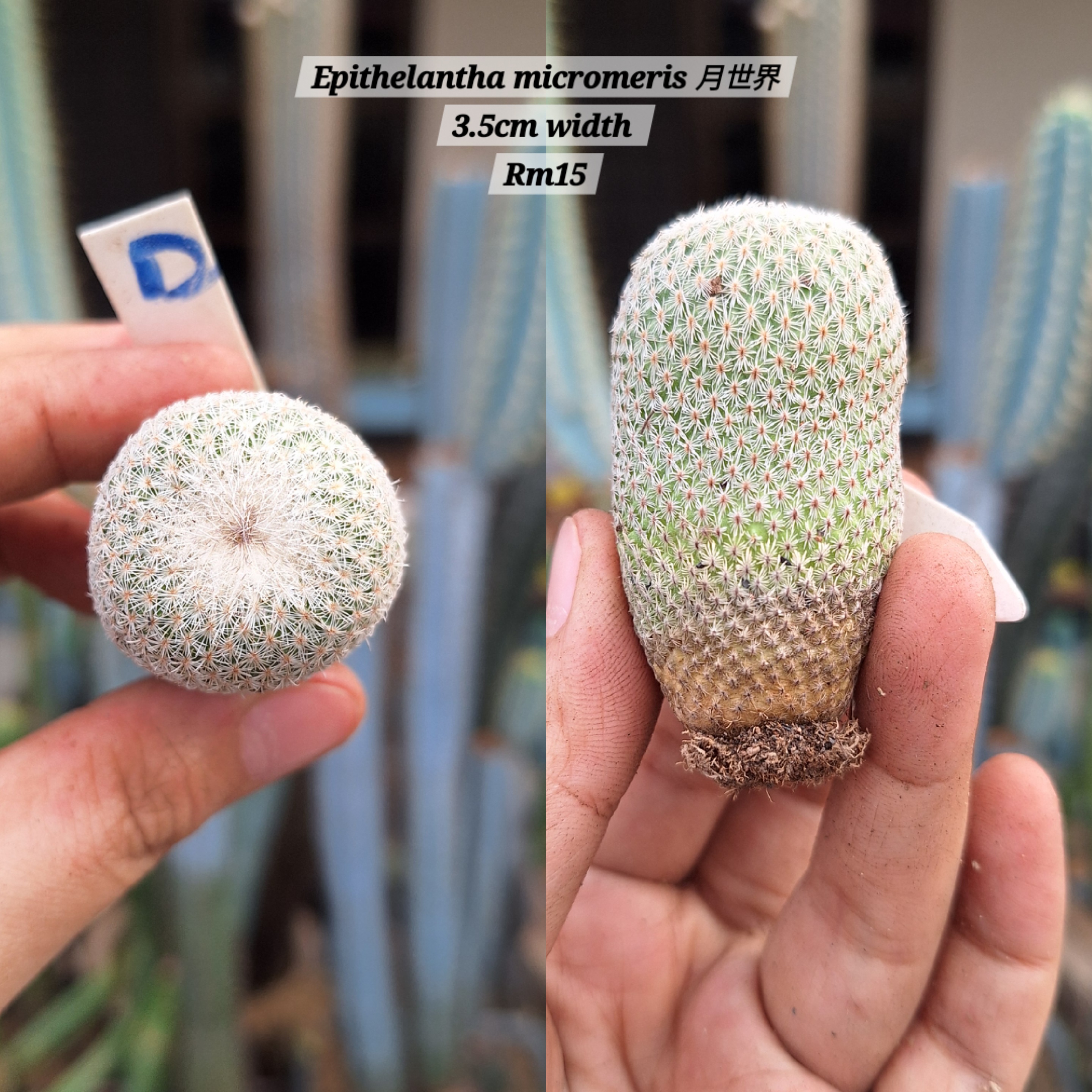 Cactus (Epithelantha micromeris 月世界)