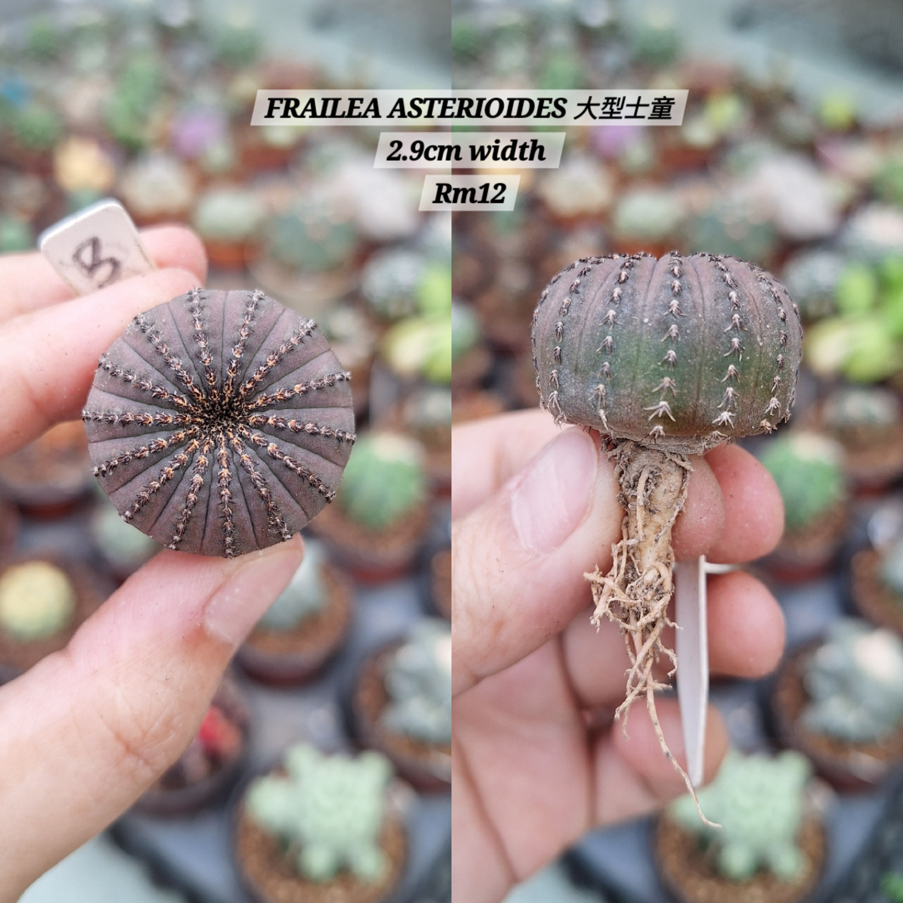 Cactus (FRAILEA ASTERIOIDES 大型士童)